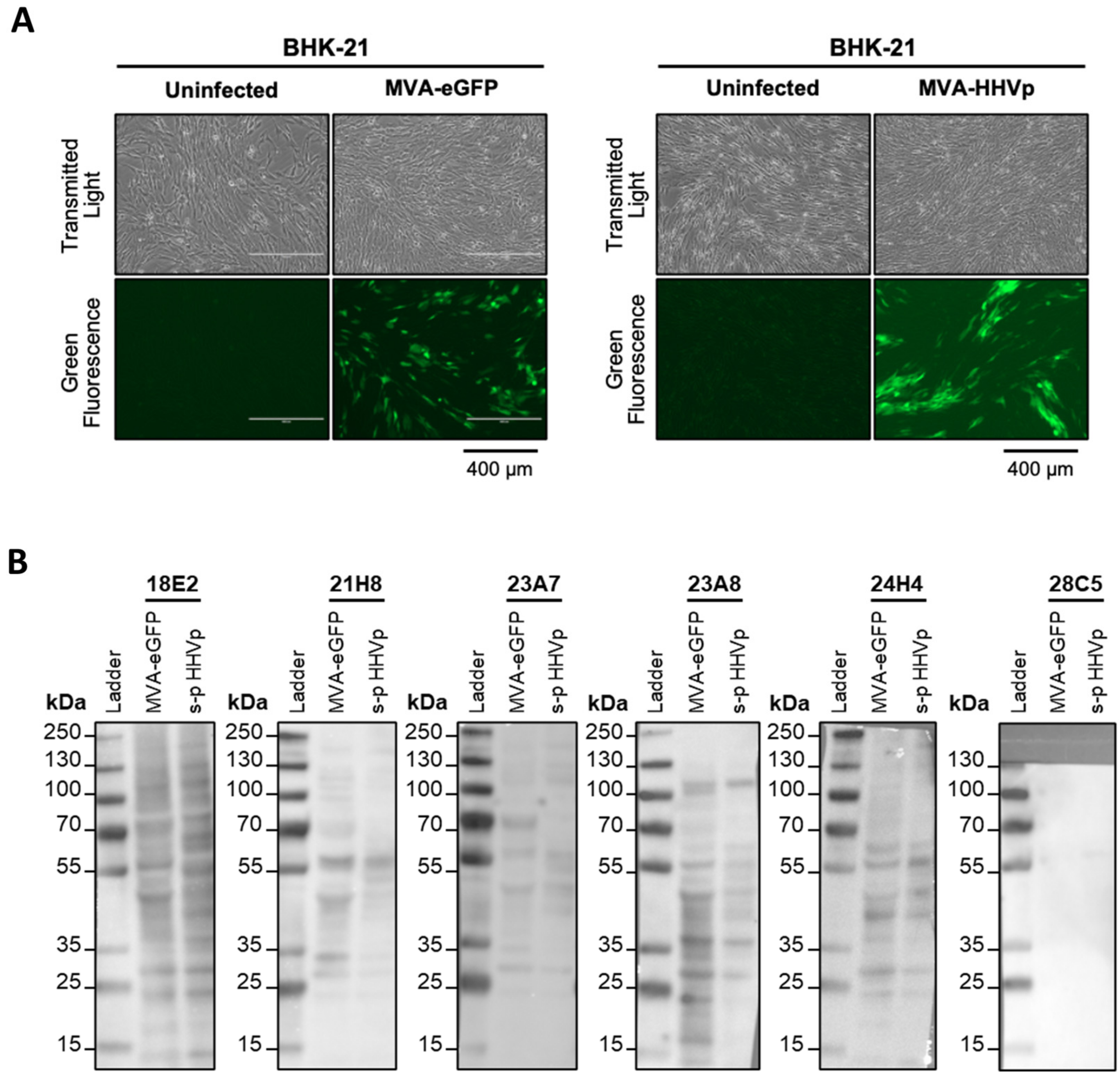 Viruses 16 01628 g0a1