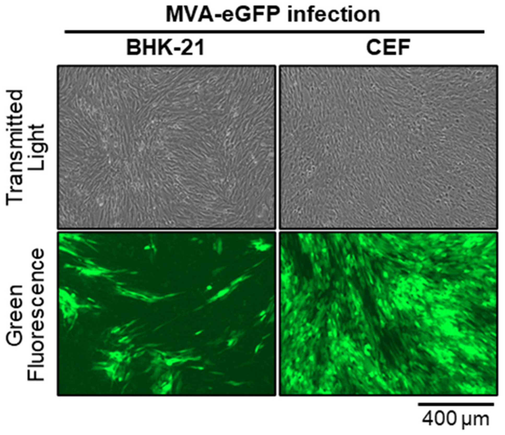 Viruses 16 01628 g0a2
