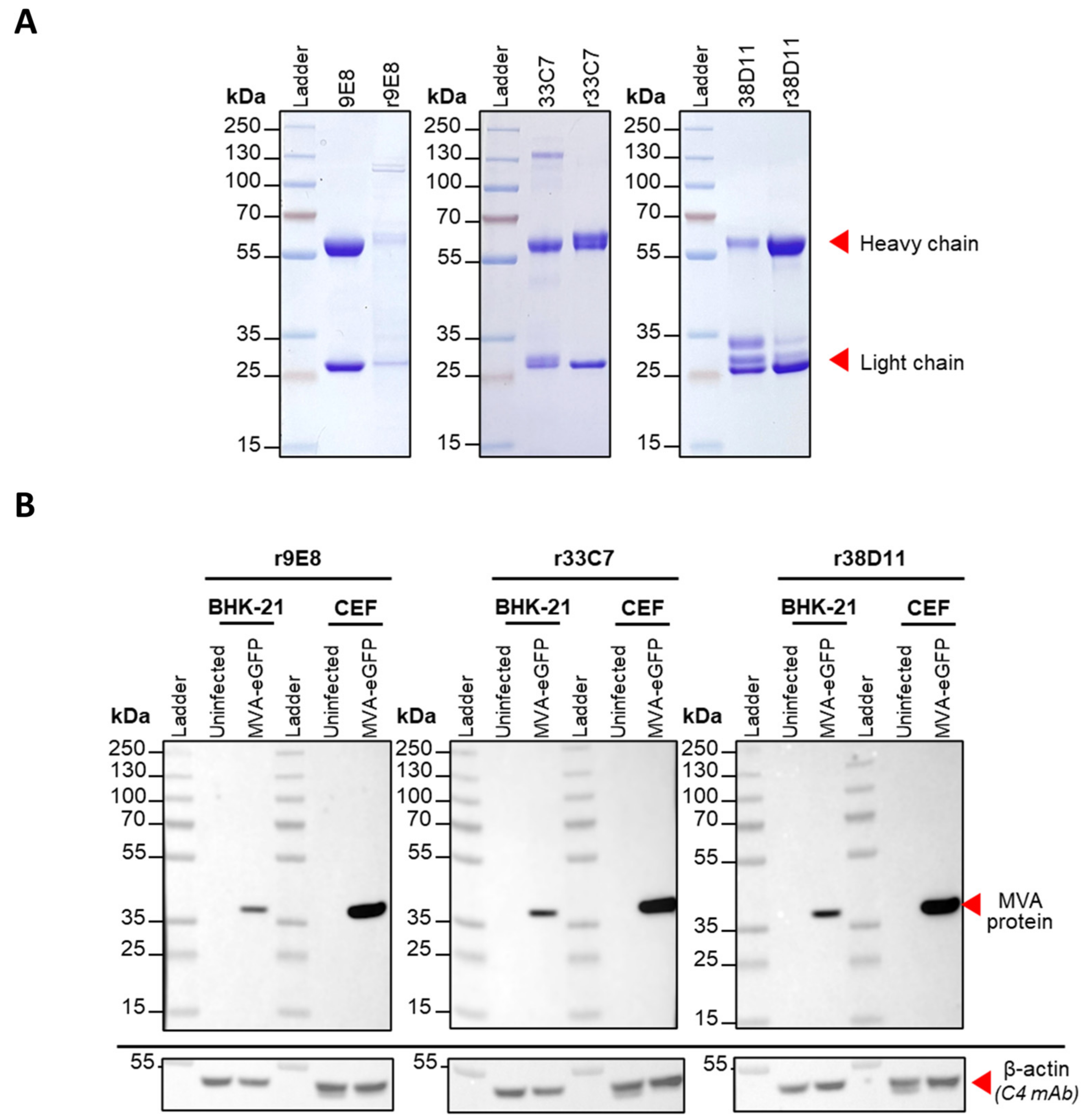 Viruses 16 01628 g0a3