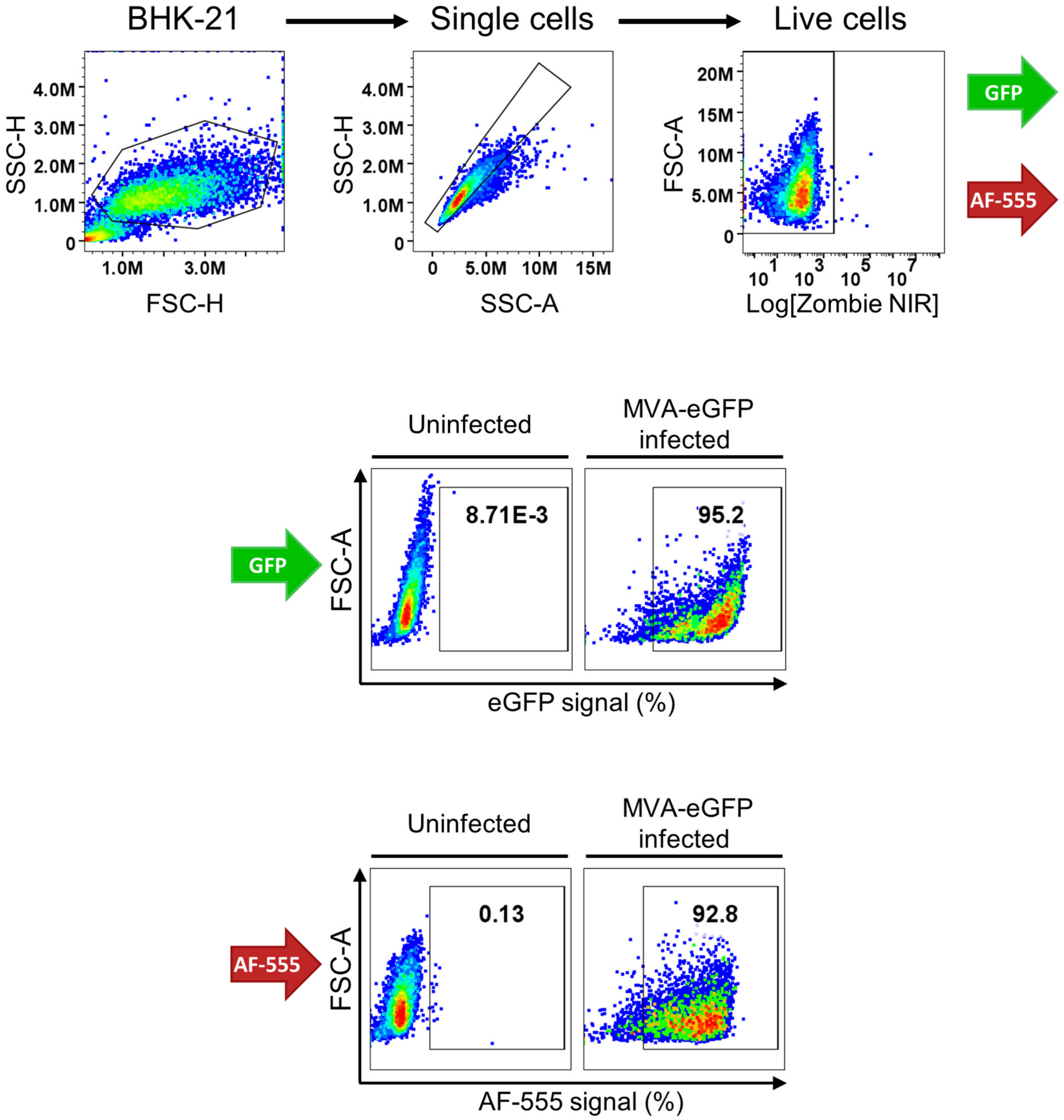 Viruses 16 01628 g0a5