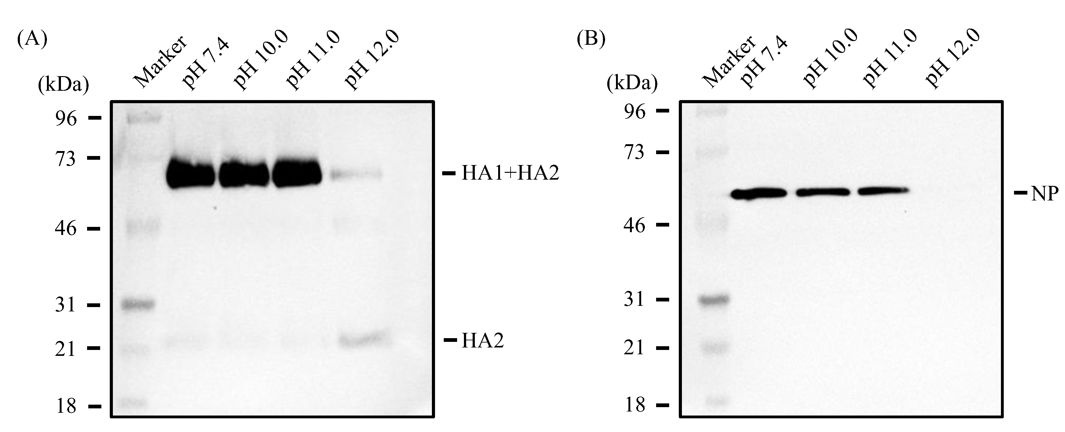 Viruses 16 01636 g002 Viruses 16 01636 g002