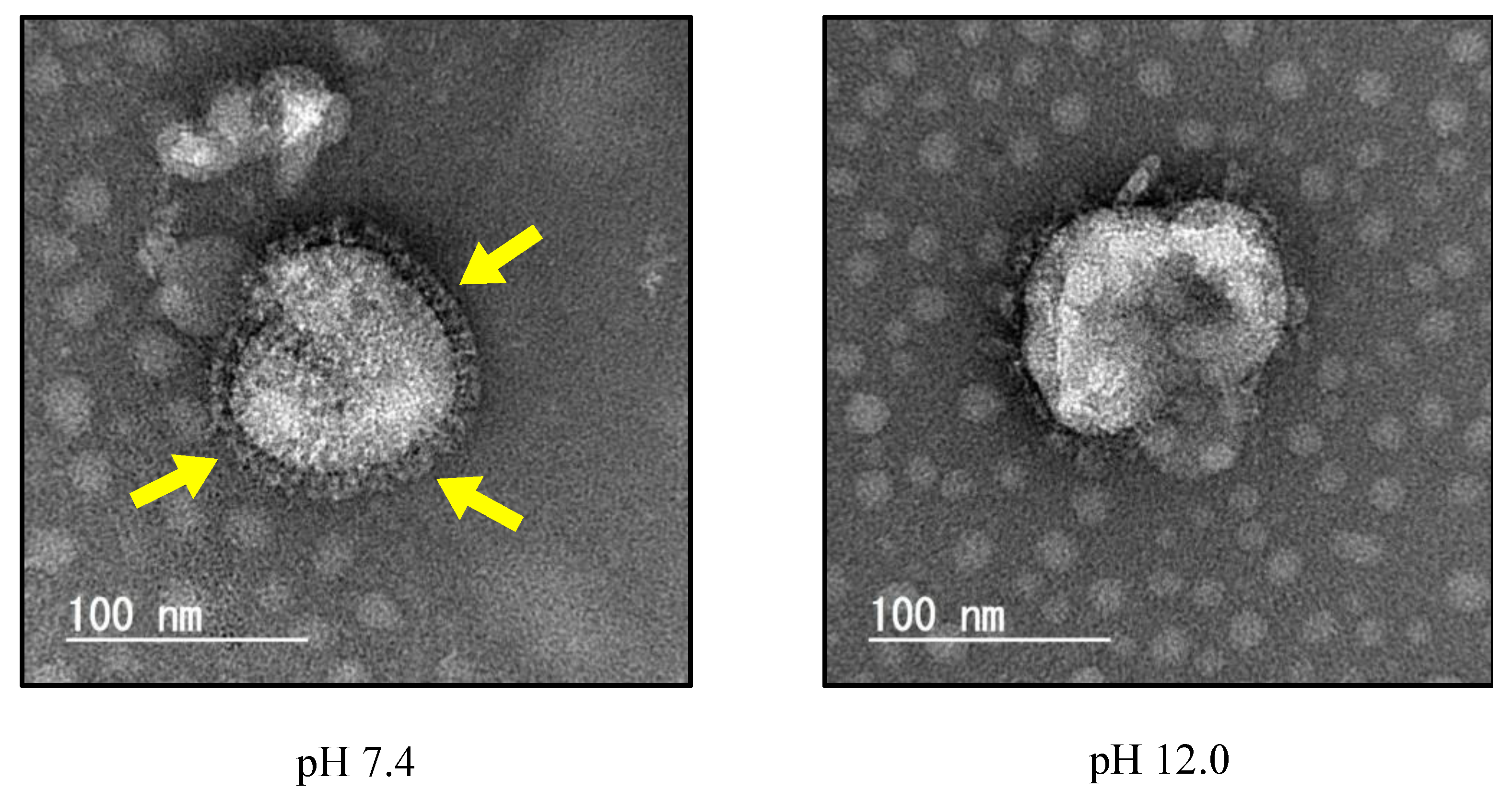 Viruses 16 01636 g003 Viruses 16 01636 g003