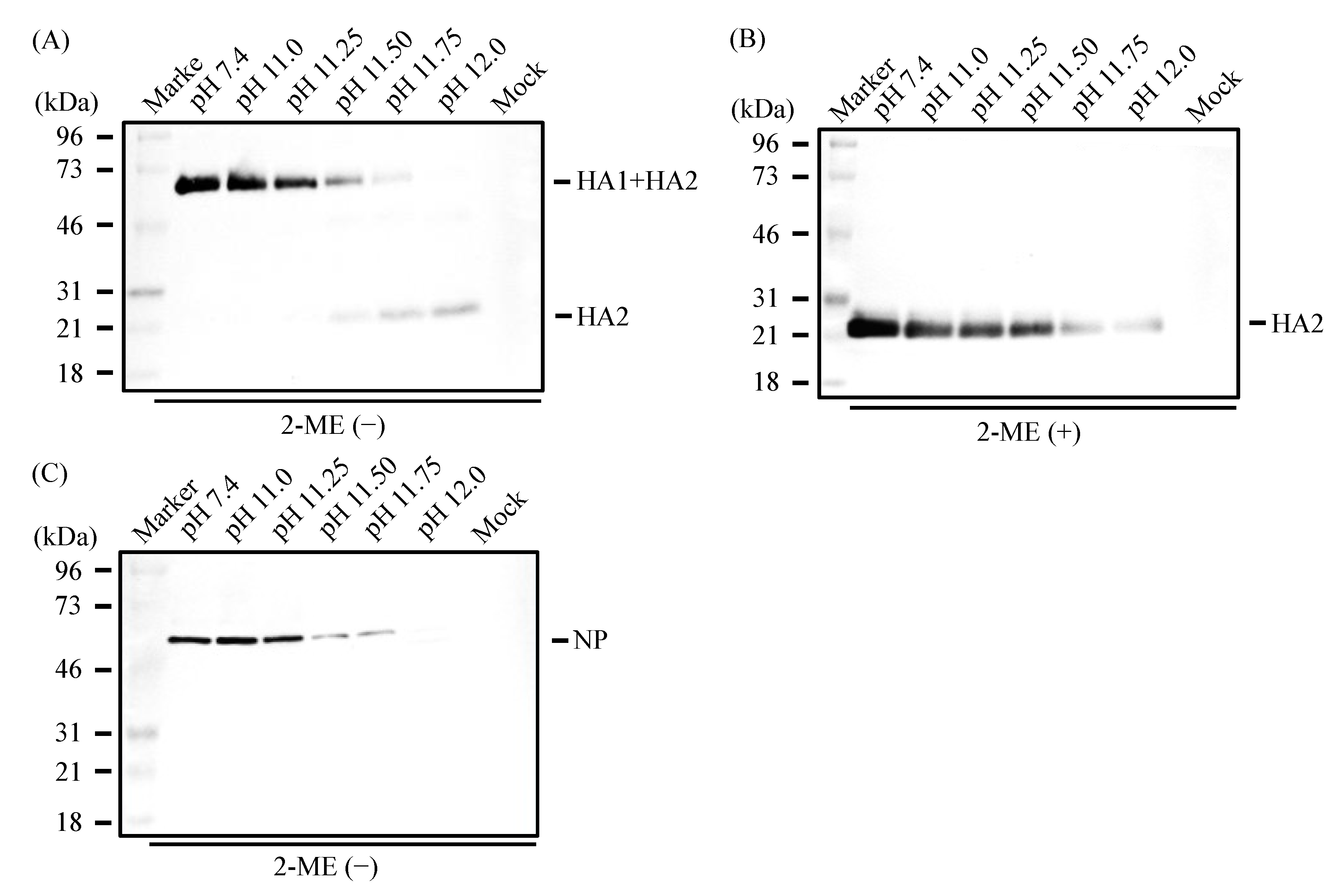Viruses 16 01636 g006 Viruses 16 01636 g006