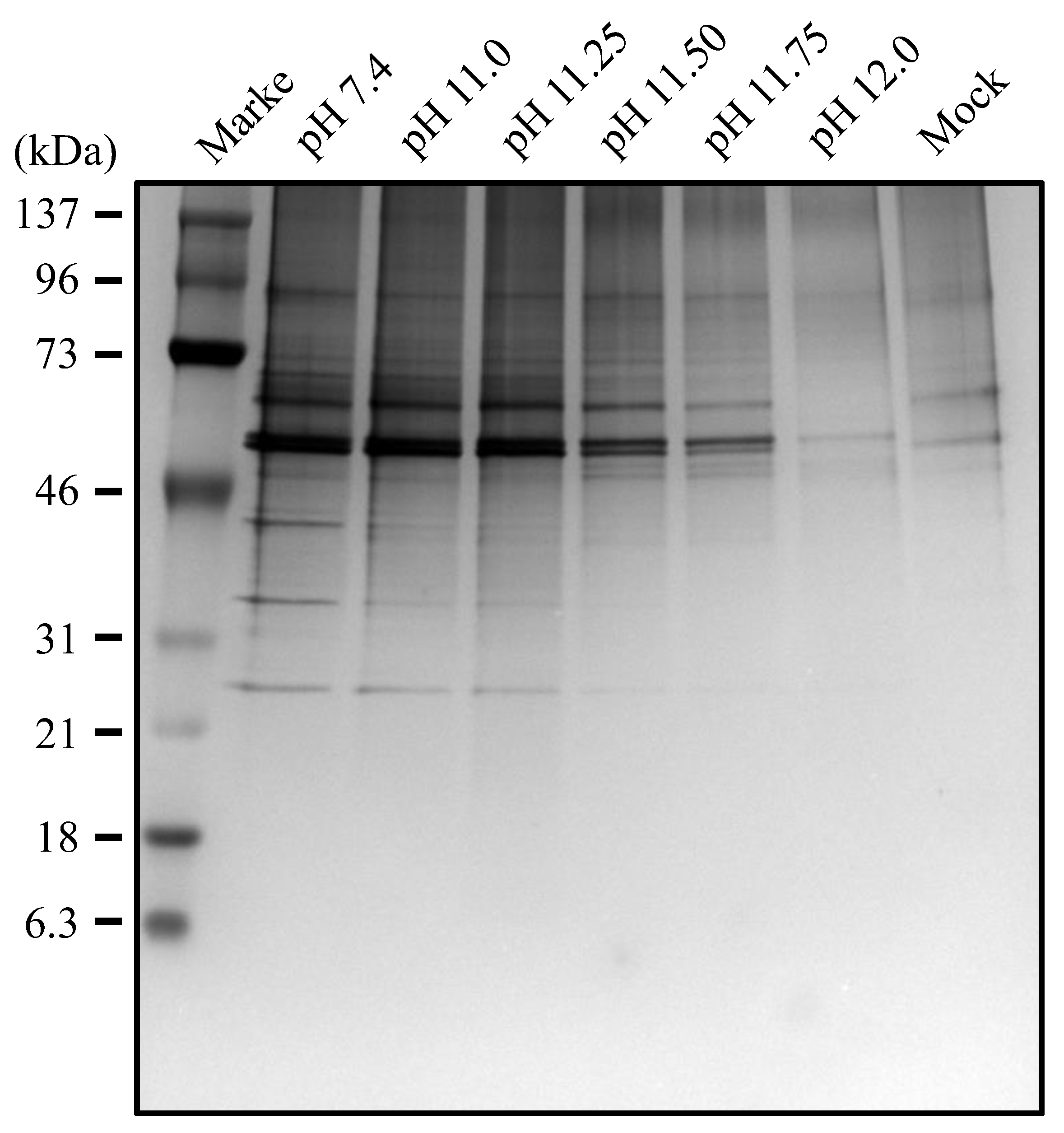 Viruses 16 01636 g007 Viruses 16 01636 g007