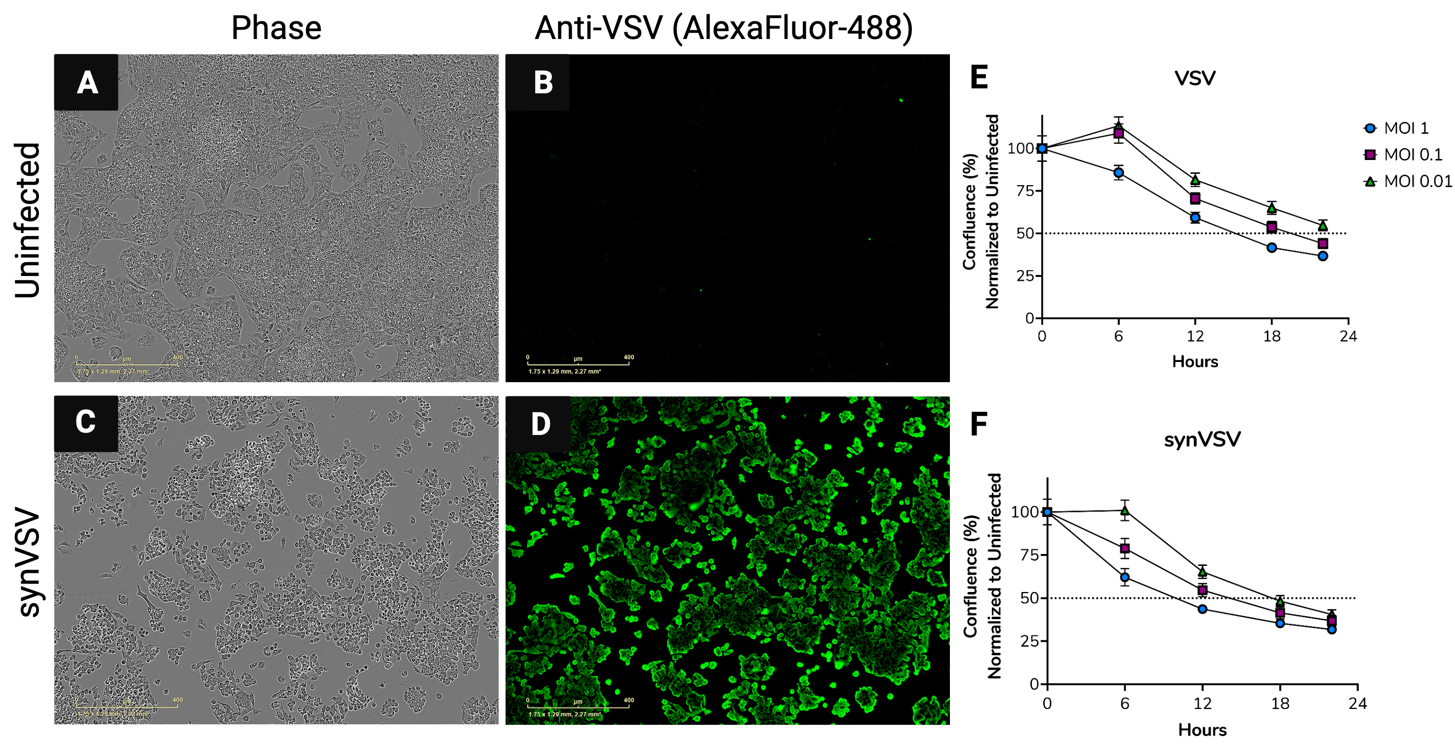 Viruses 16 01641 g004