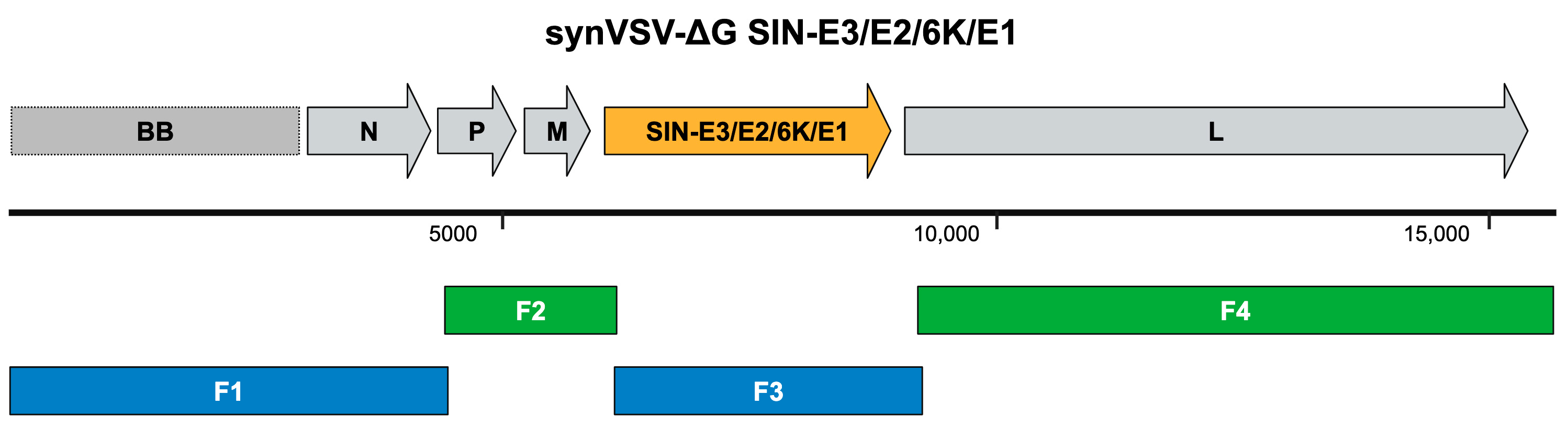 Viruses 16 01641 g005