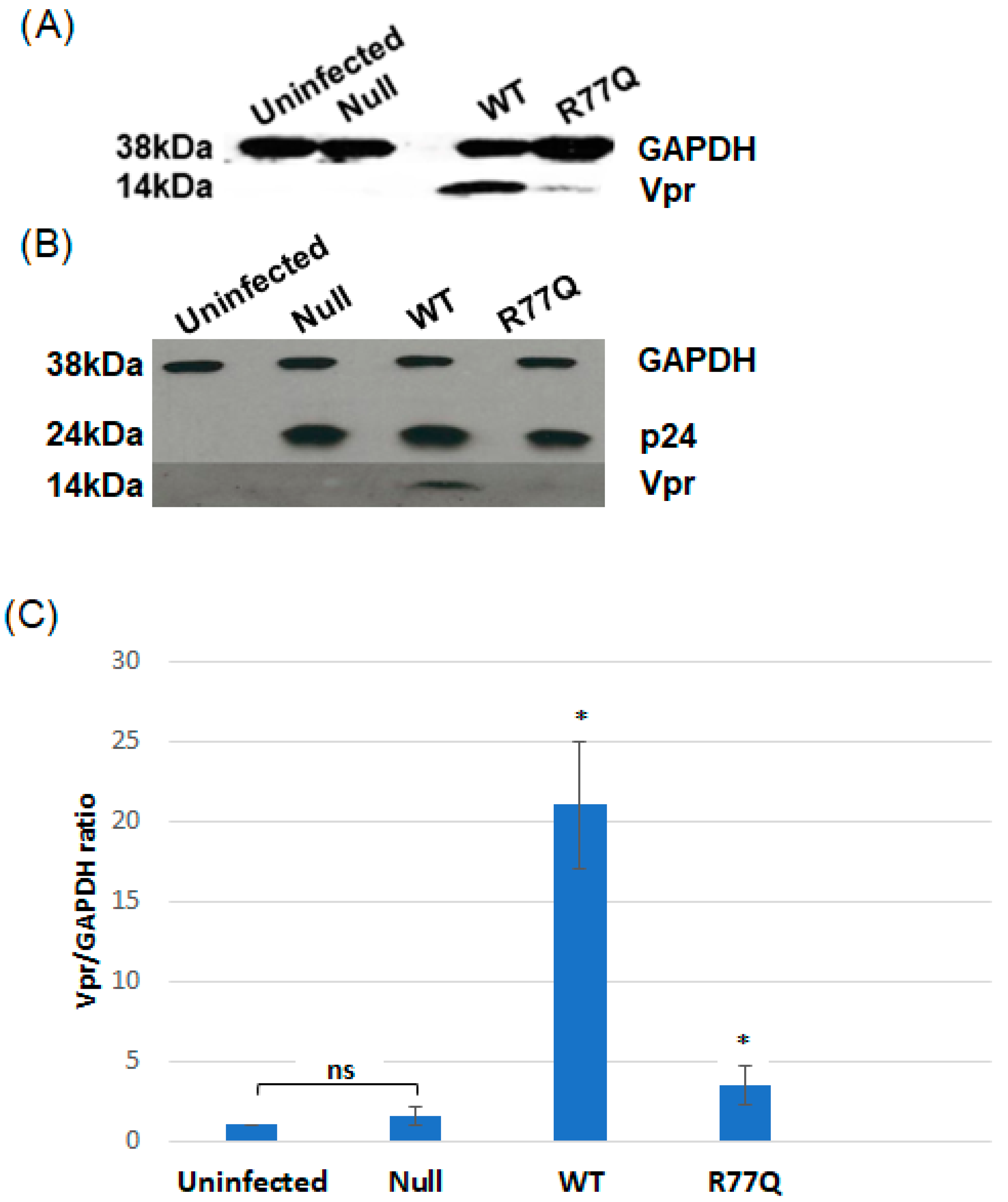 Viruses 16 01642 g002 Viruses 16 01642 g002