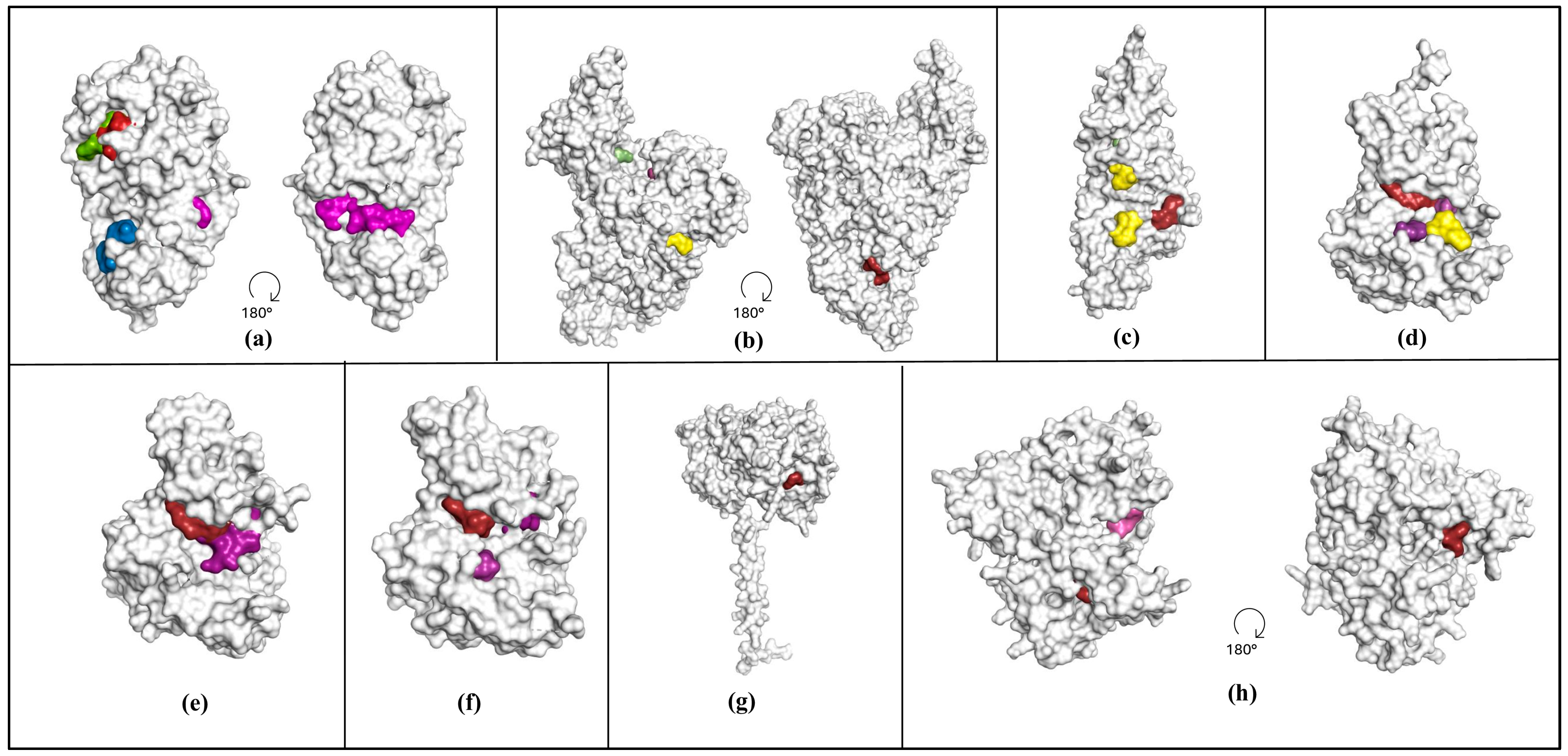 Viruses 16 01647 g002