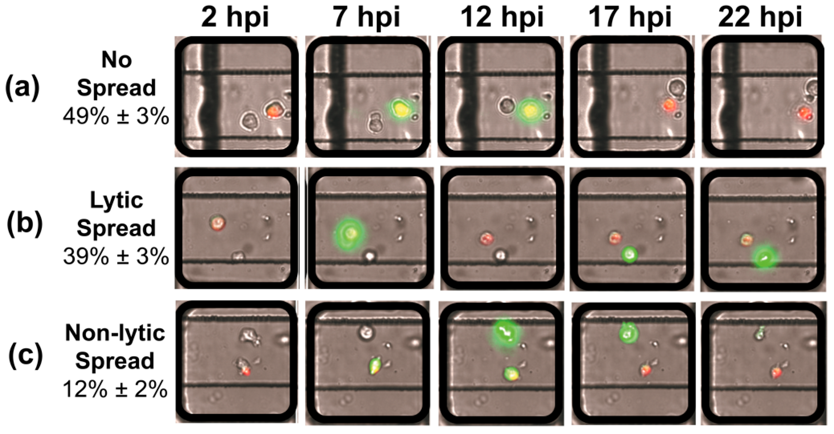 Viruses 16 01659 g002