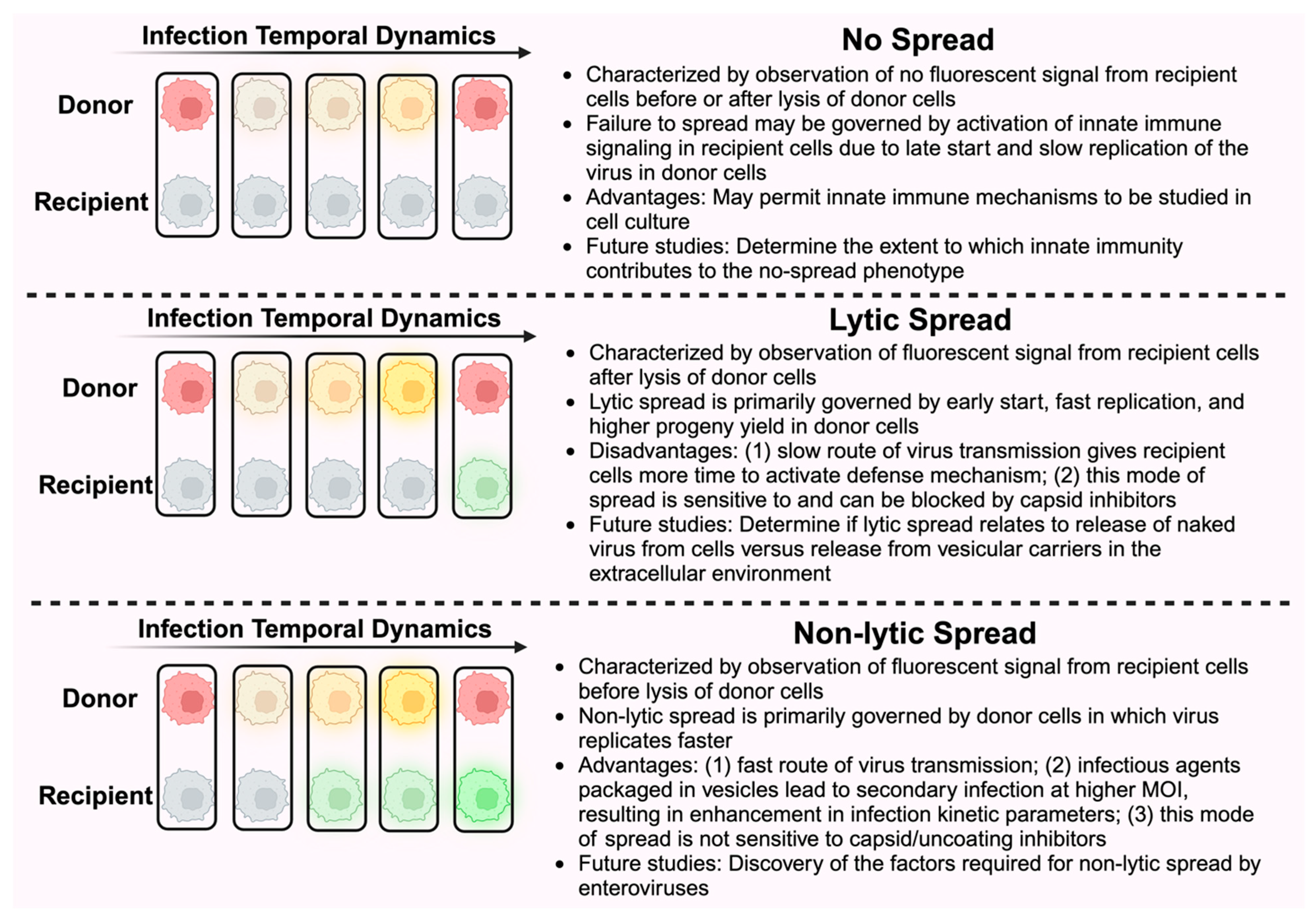 Viruses 16 01659 g007
