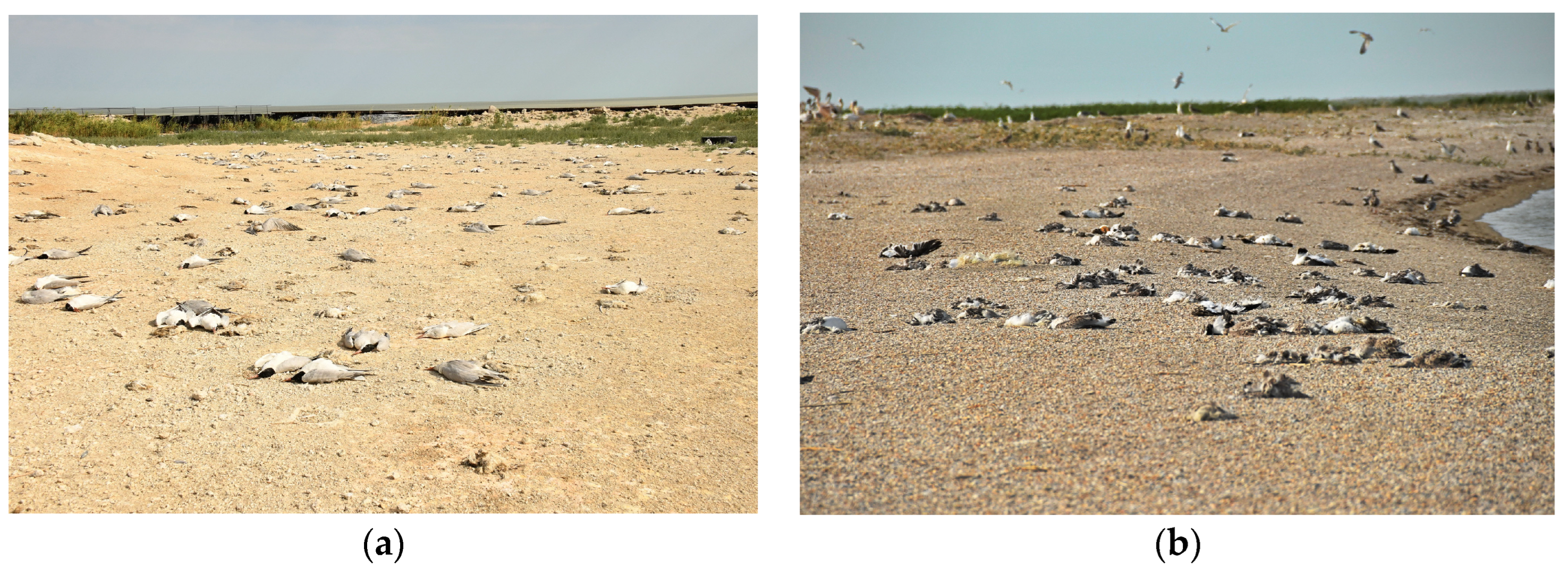 Viruses 16 01661 g002