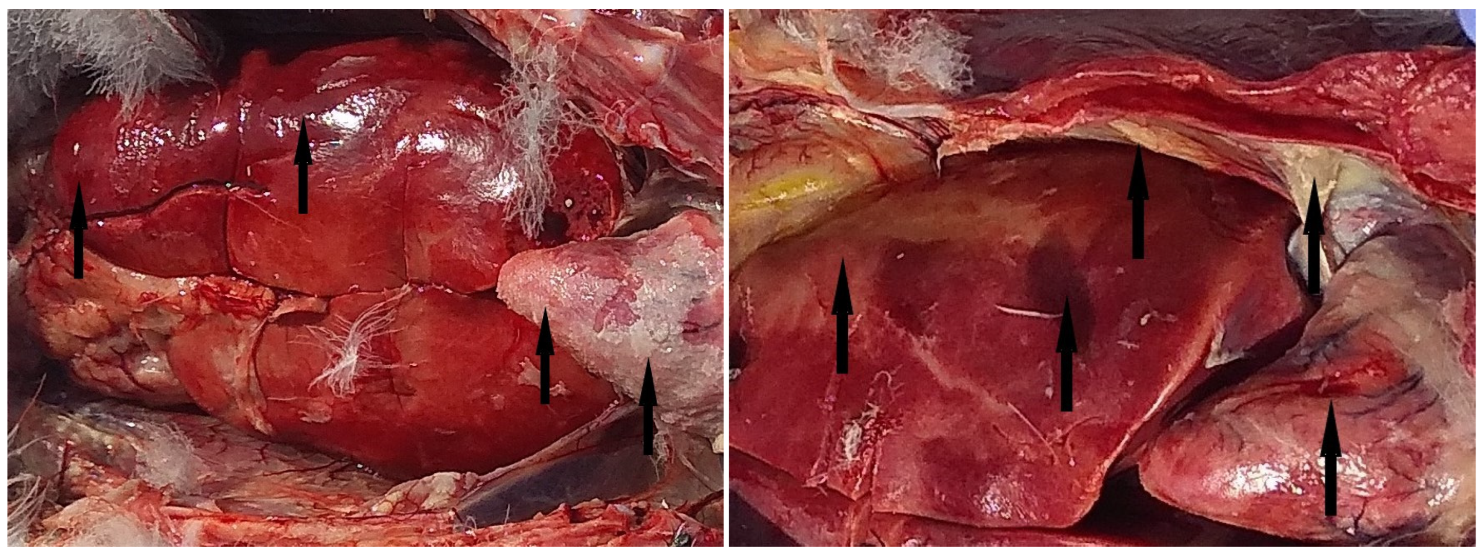 Viruses 16 01661 g003