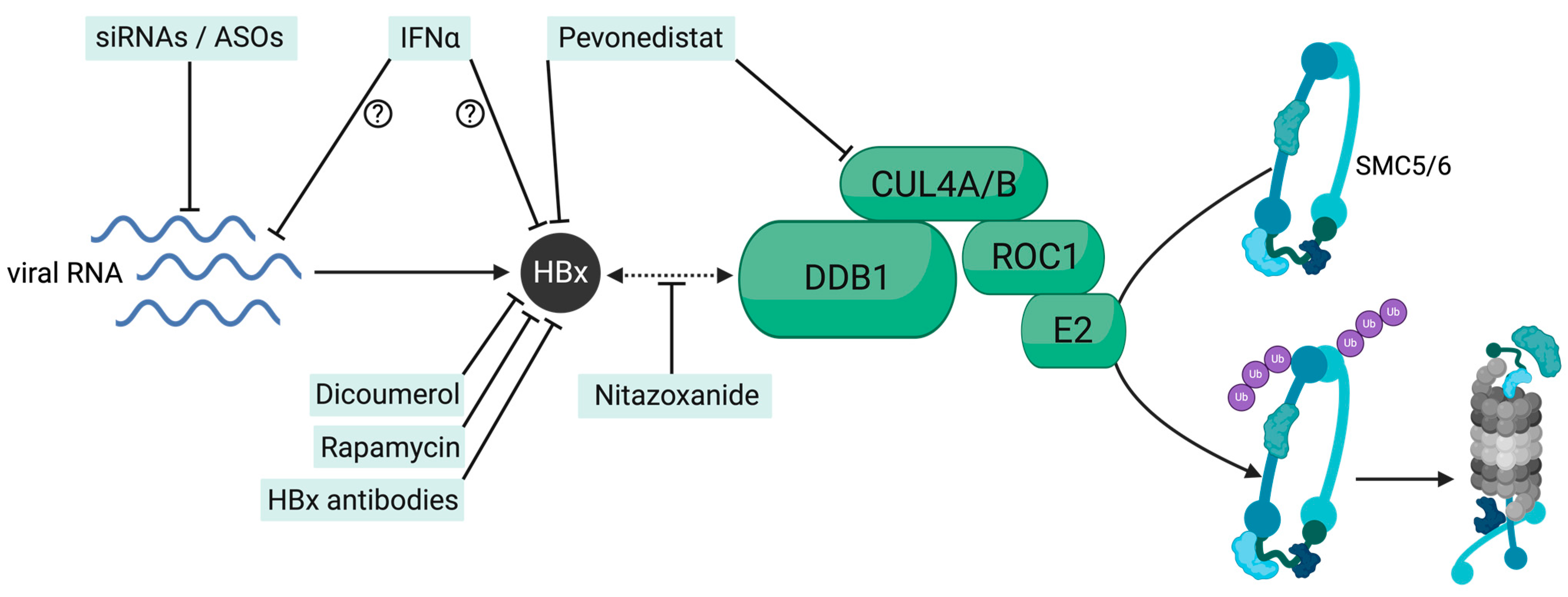 Viruses 16 01667 g002