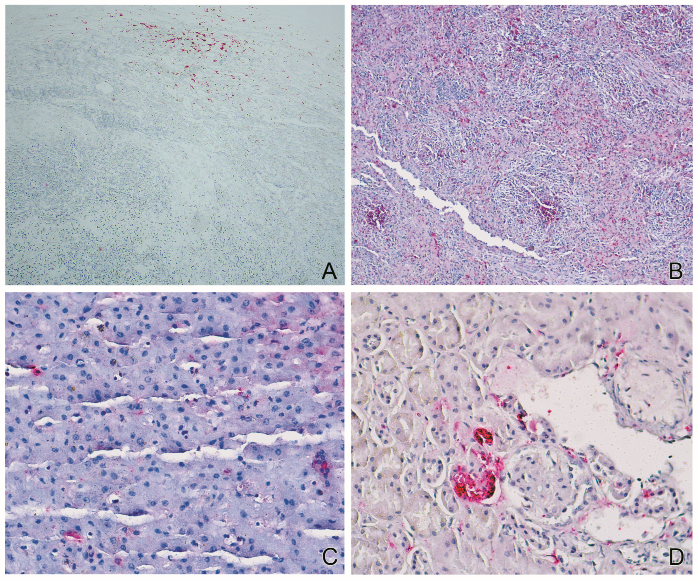 Viruses 16 01670 g001