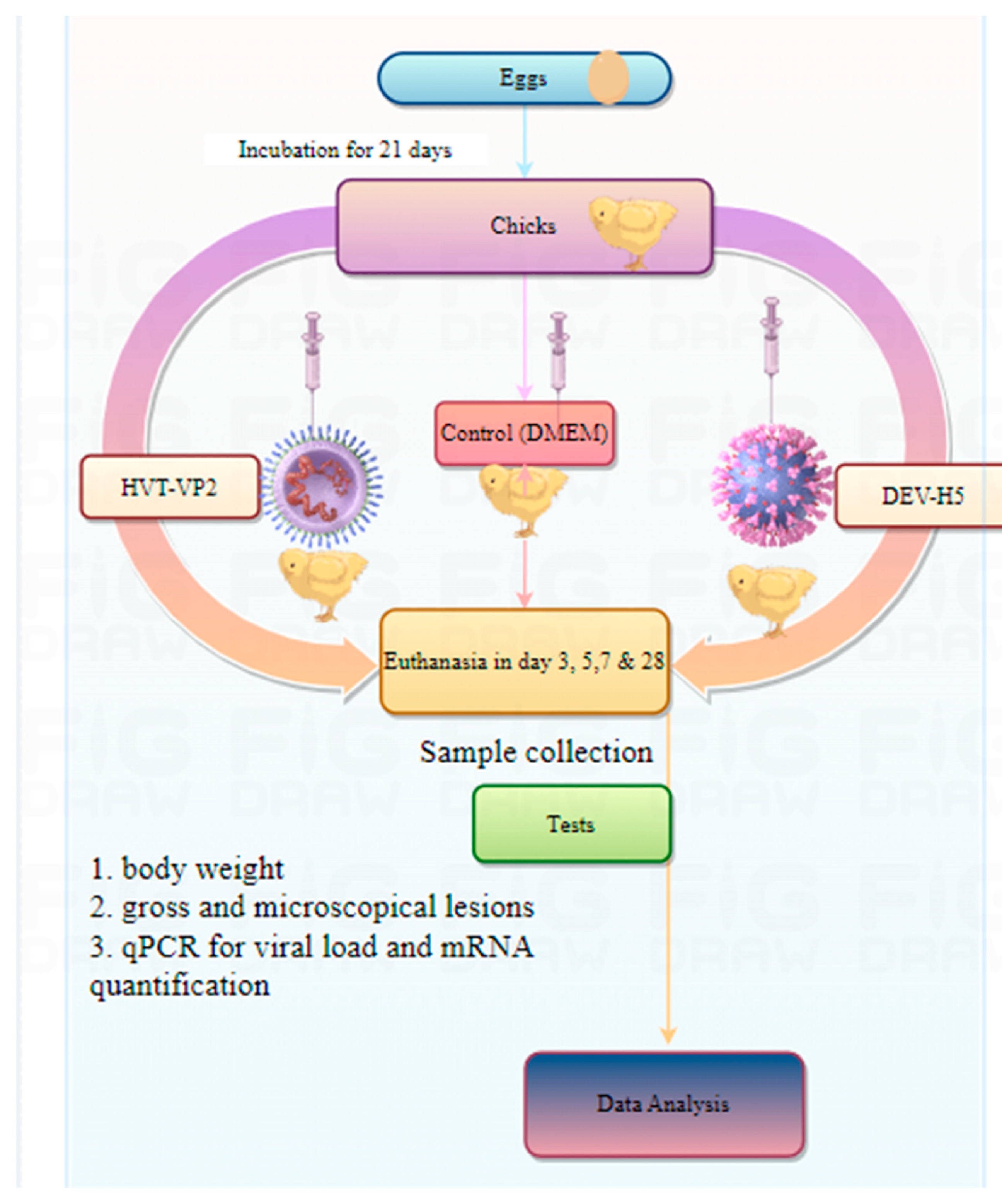 Viruses 16 01681 g001