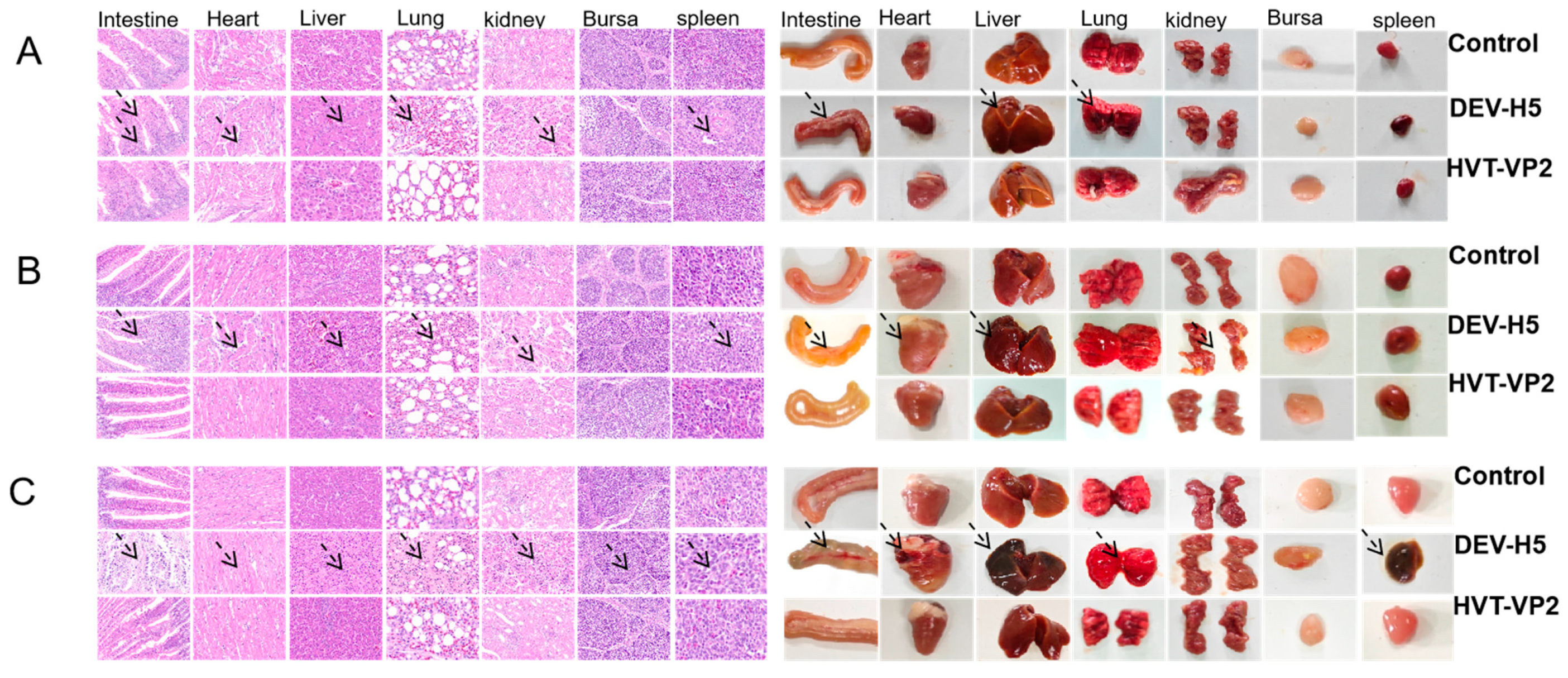 Viruses 16 01681 g006