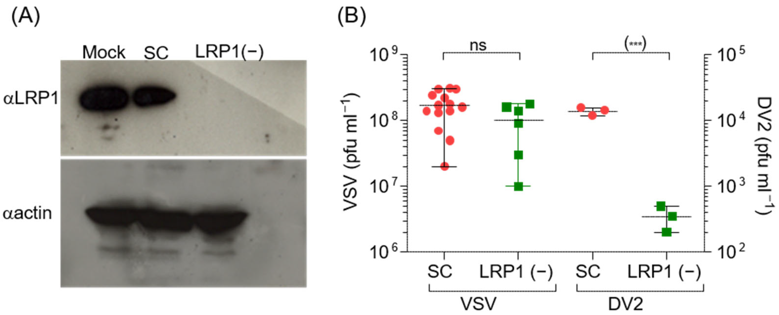 Viruses 16 01692 g001 Viruses 16 01692 g001
