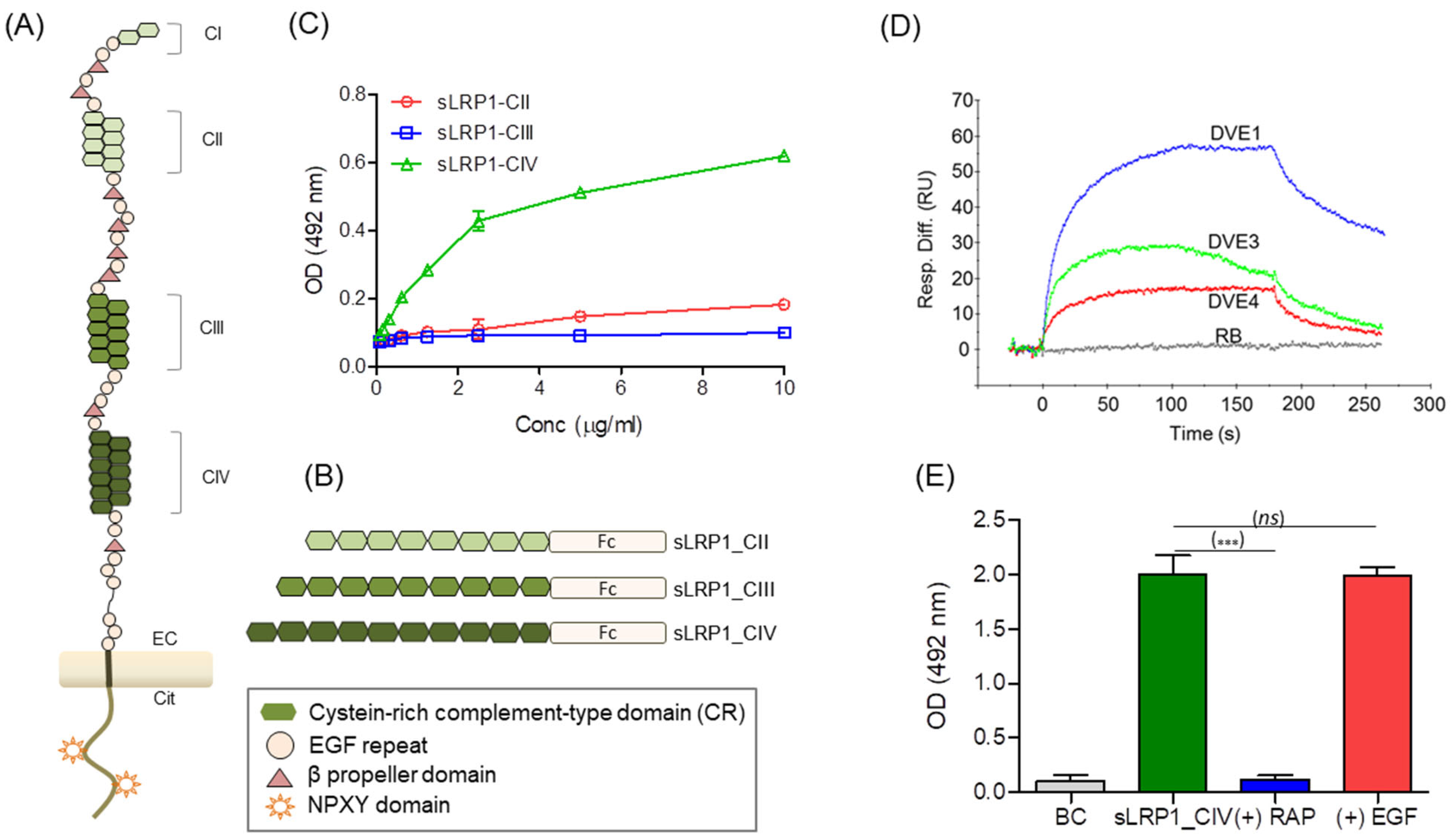 Viruses 16 01692 g003 Viruses 16 01692 g003