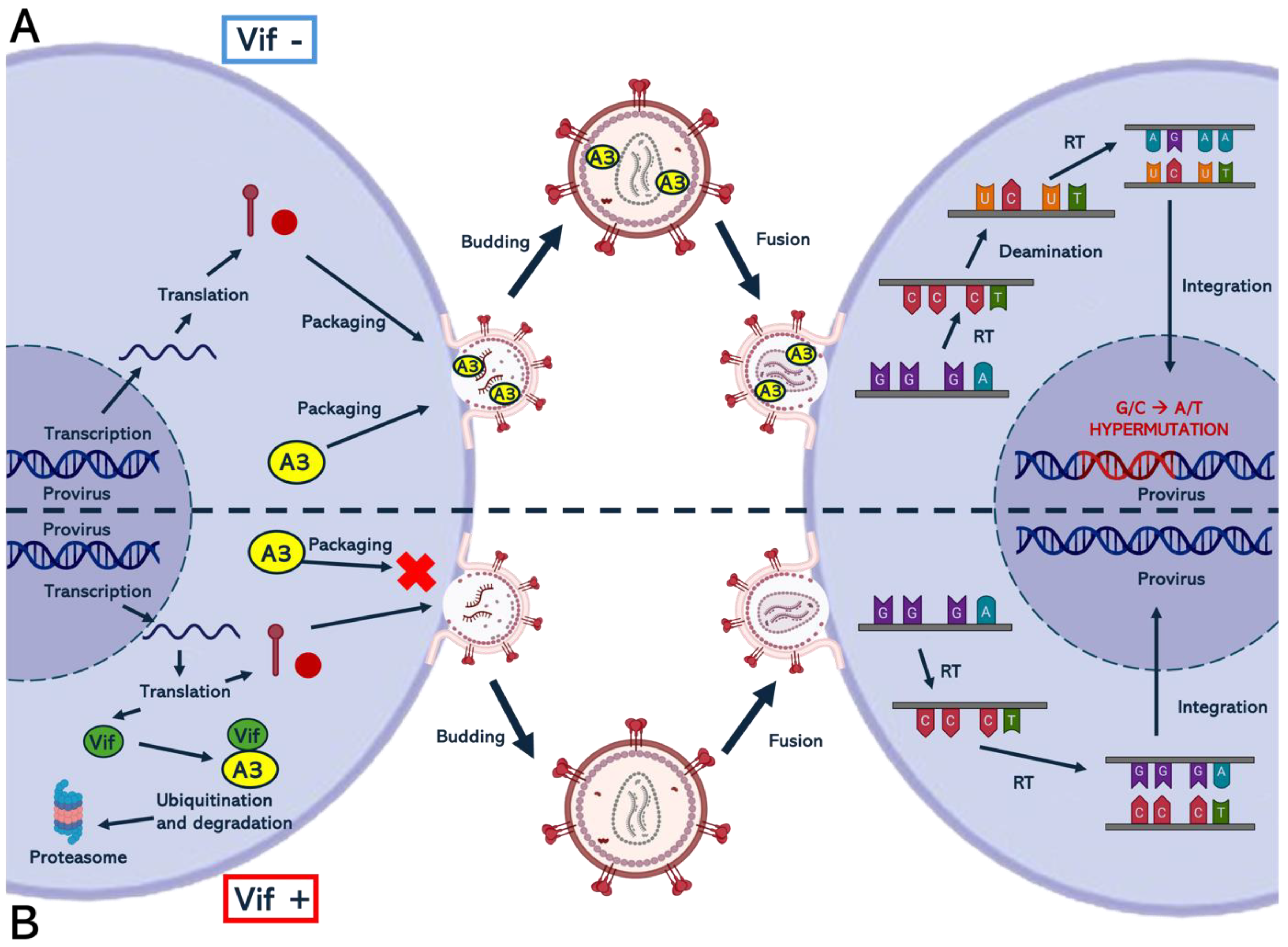 Viruses 16 01697 g003 Viruses 16 01697 g003