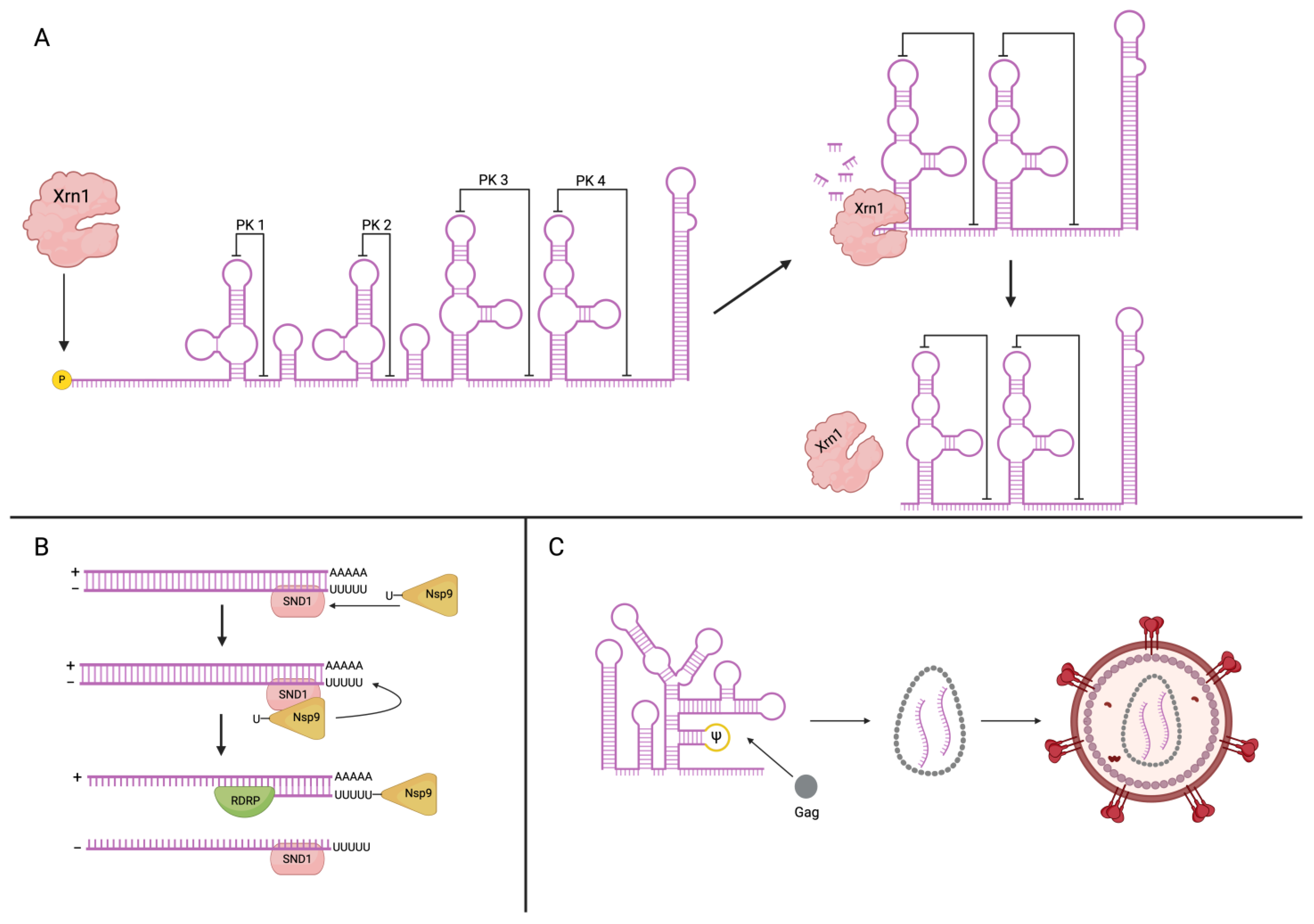 Viruses 16 01702 g001