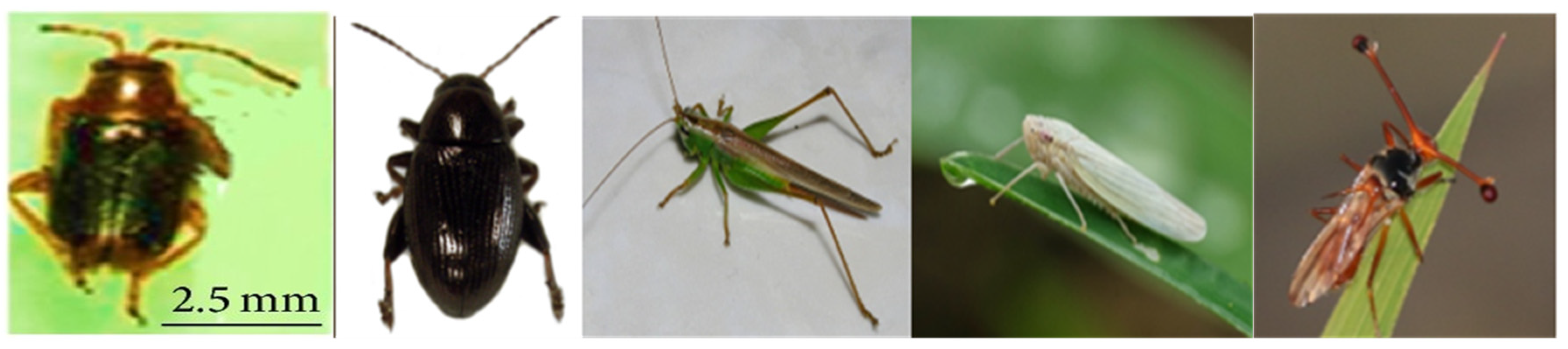 Viruses 16 01707 g001 Viruses 16 01707 g001