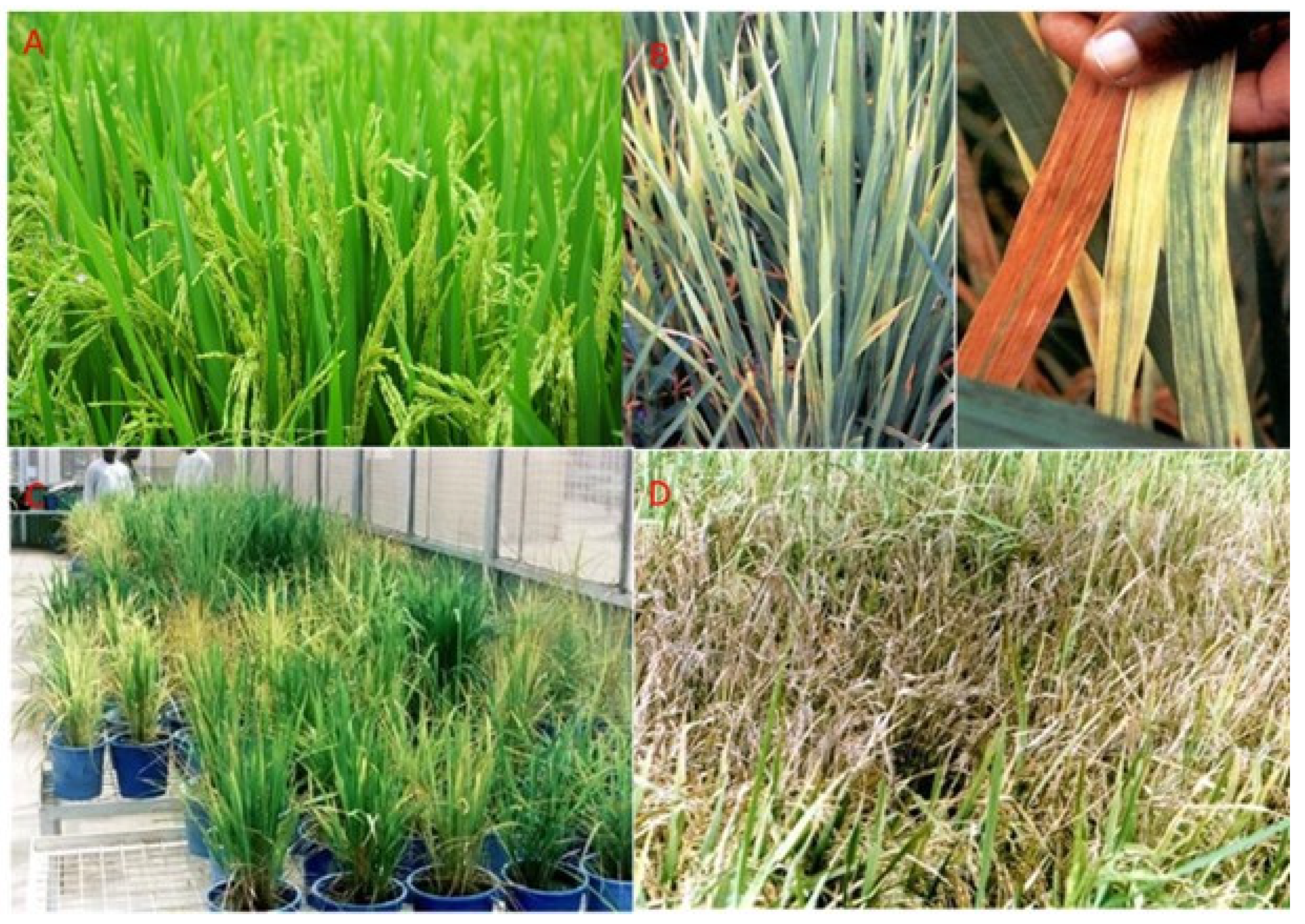 Viruses 16 01707 g002 Viruses 16 01707 g002