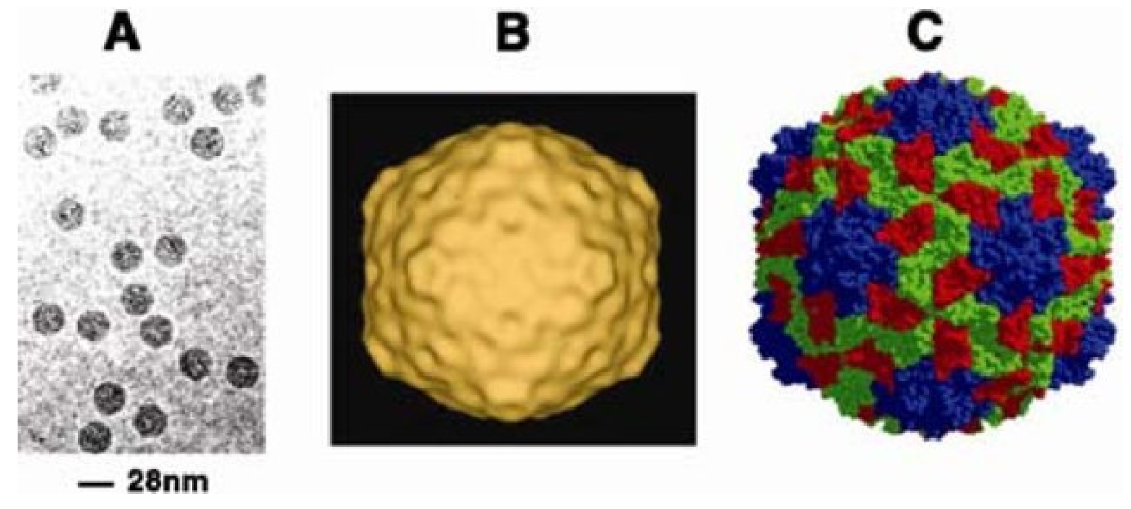 Viruses 16 01707 g003 Viruses 16 01707 g003