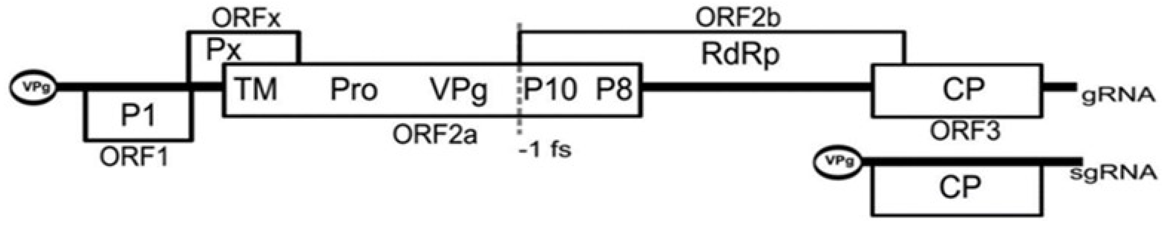 Viruses 16 01707 g004 Viruses 16 01707 g004