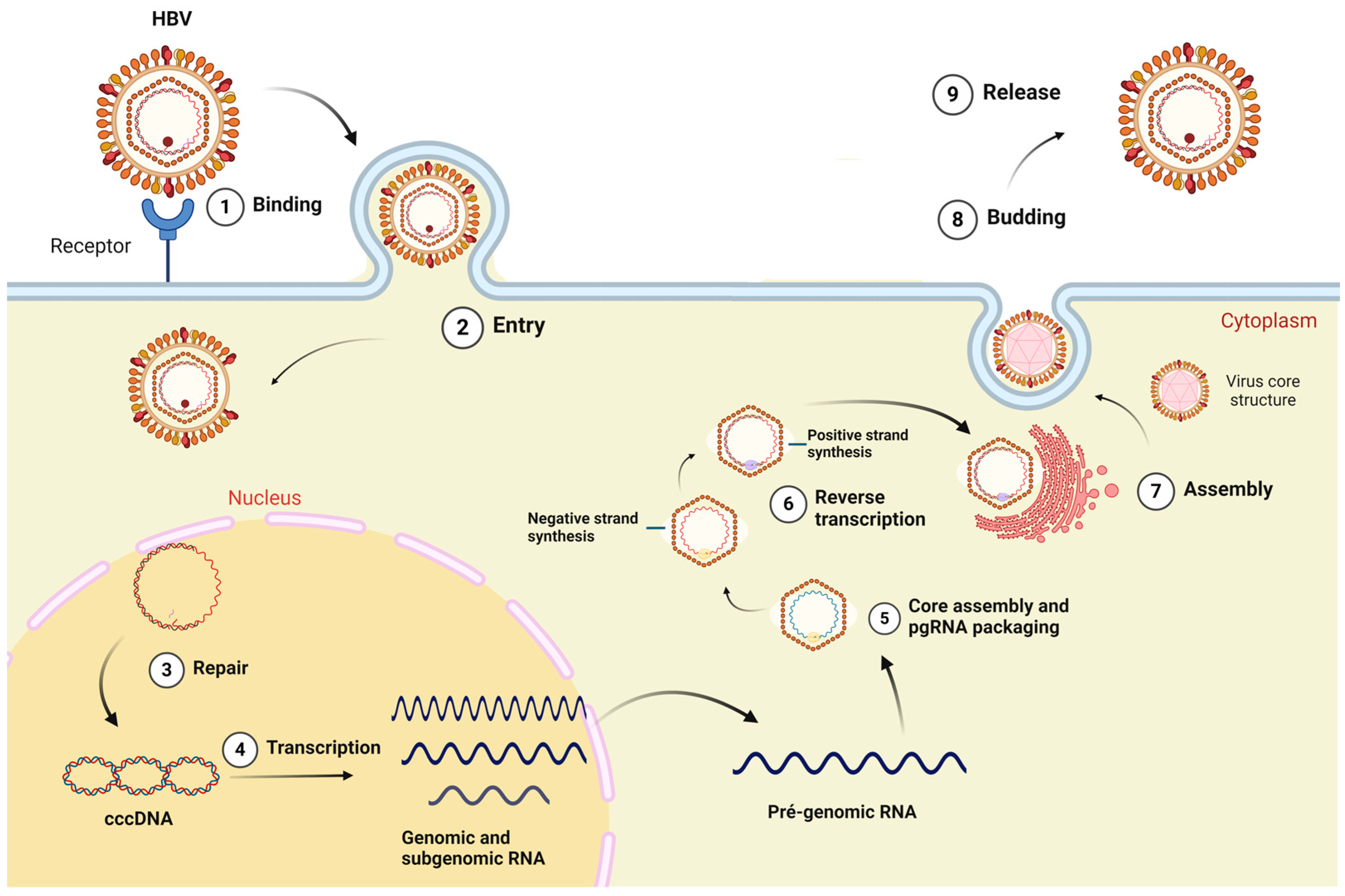 Viruses 16 01710 g001