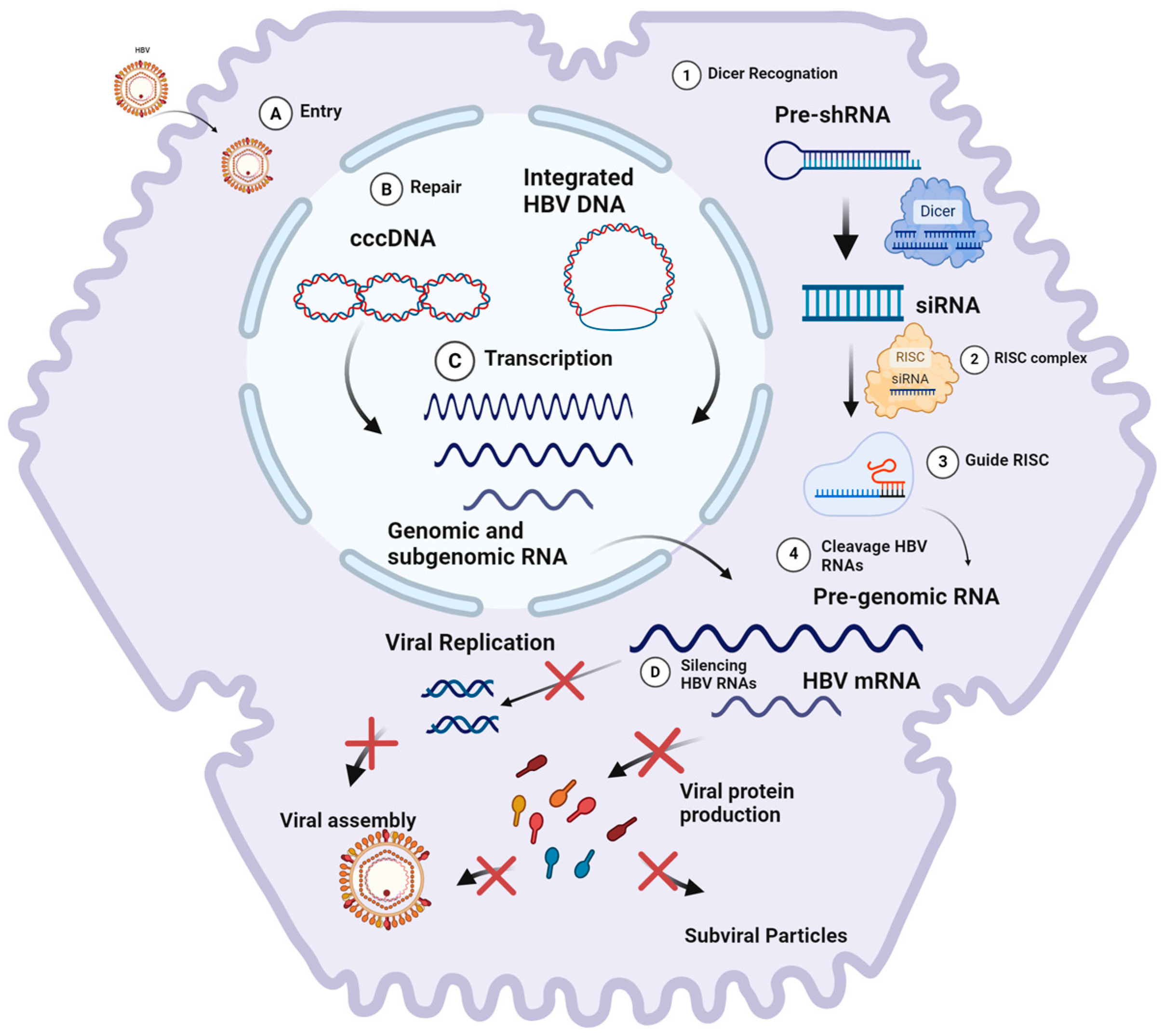 Viruses 16 01710 g003