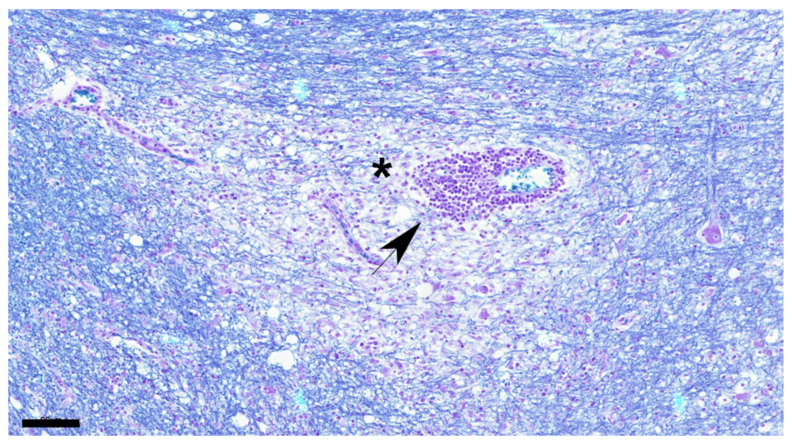 Viruses 16 01719 g005