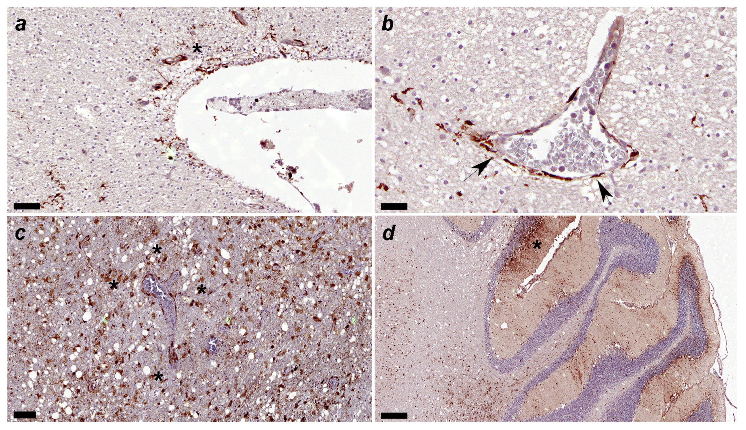 Viruses 16 01719 g006