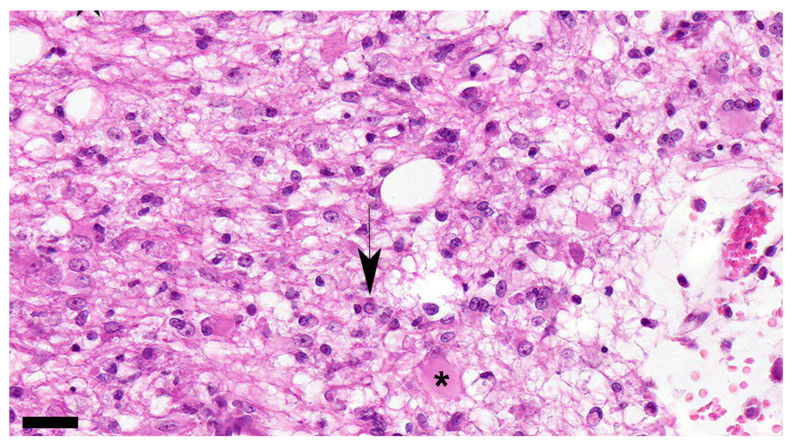 Viruses 16 01719 g007