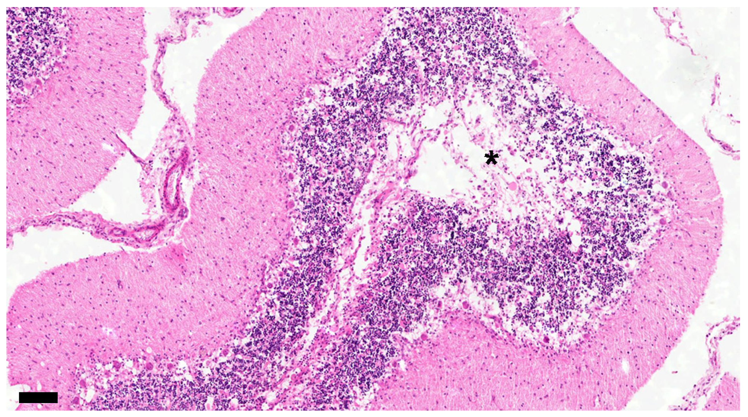 Viruses 16 01719 g008