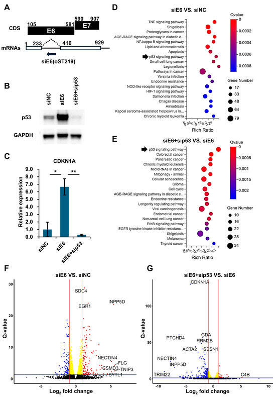 Genome-Wide Analysis of p53 Targets Reveals SCN2A as a Novel Player in ...