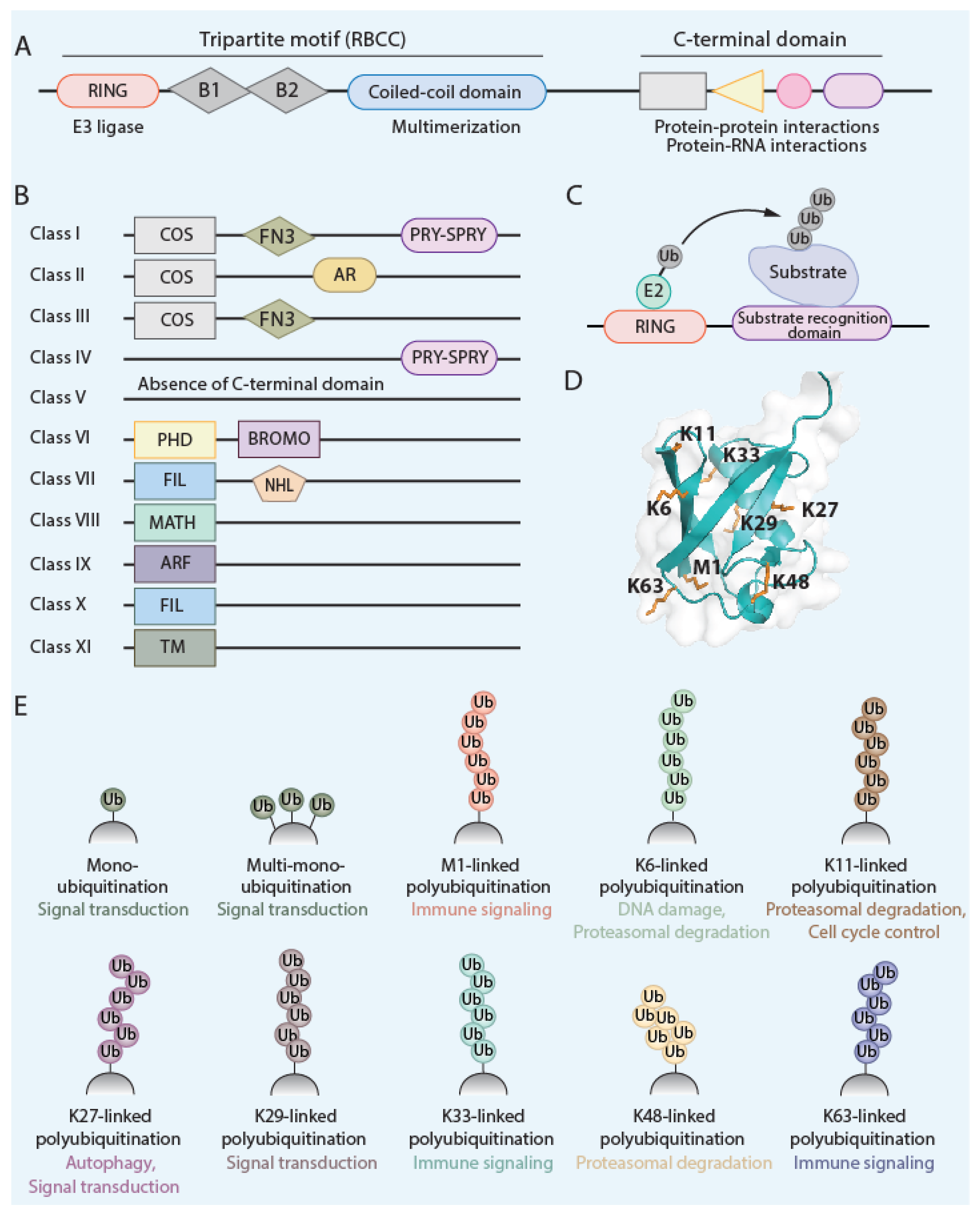Viruses 16 01738 g001