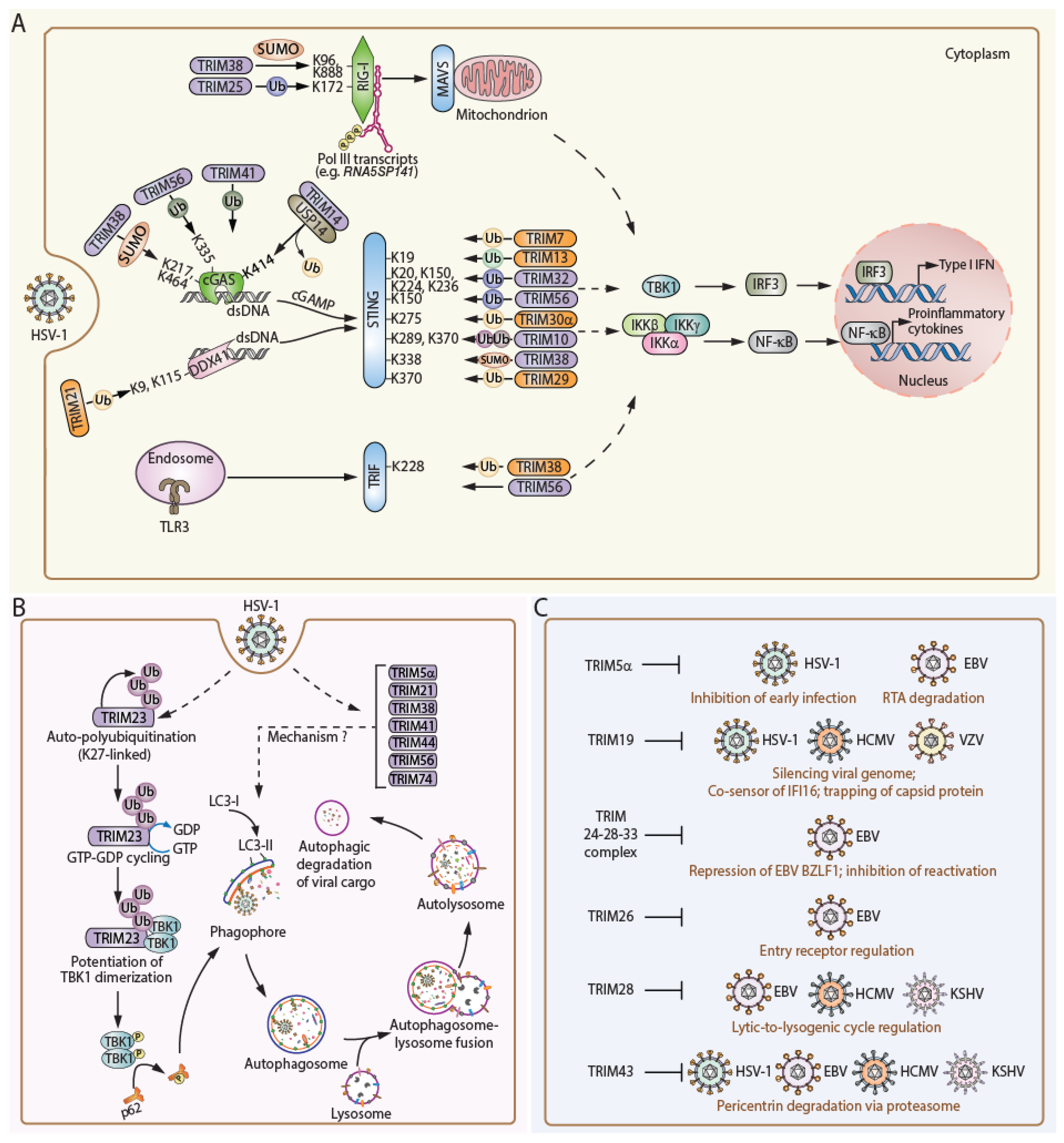 Viruses 16 01738 g002