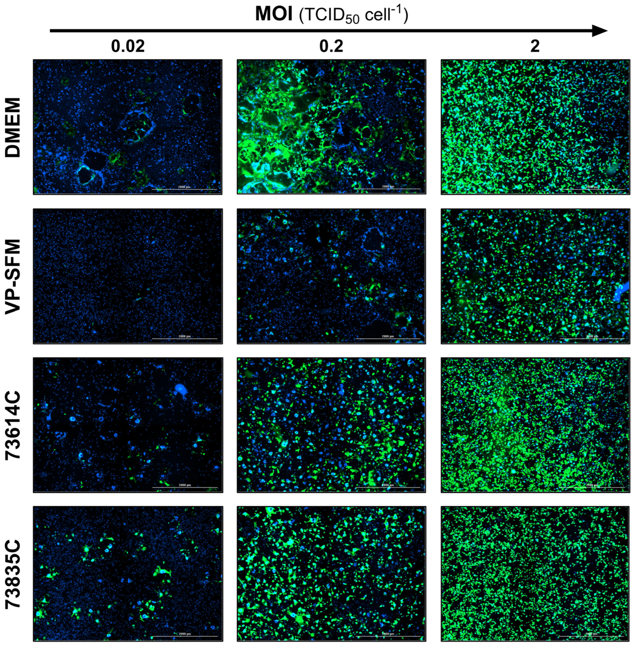 Viruses 16 01740 g005