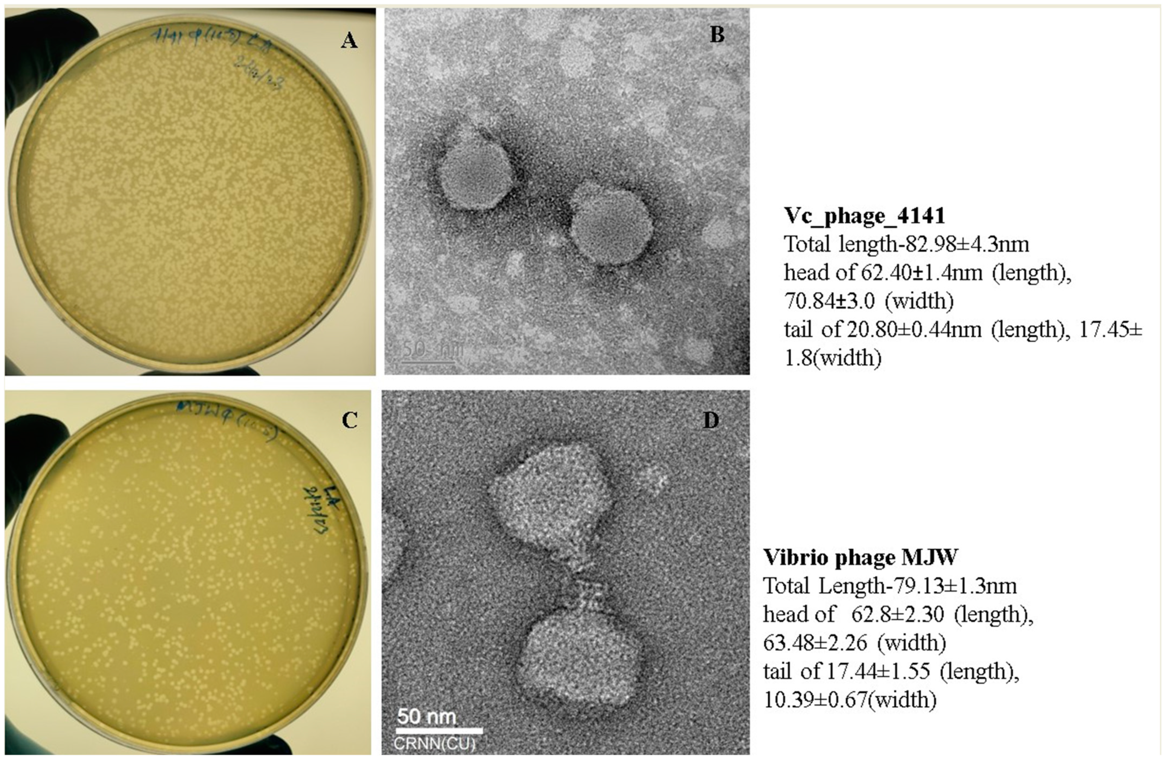 Viruses 16 01741 g001 Viruses 16 01741 g001