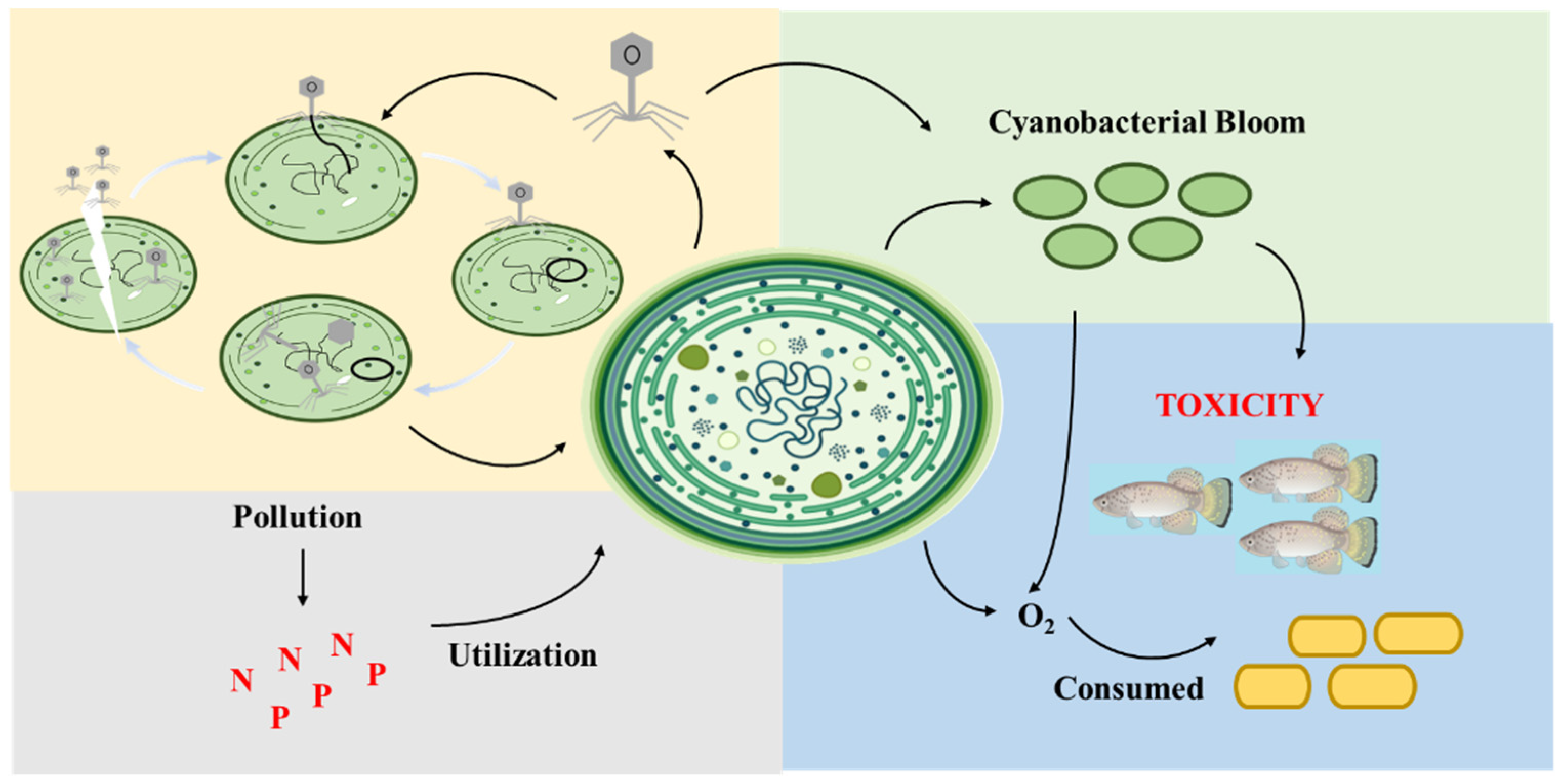 Viruses 16 01745 g001