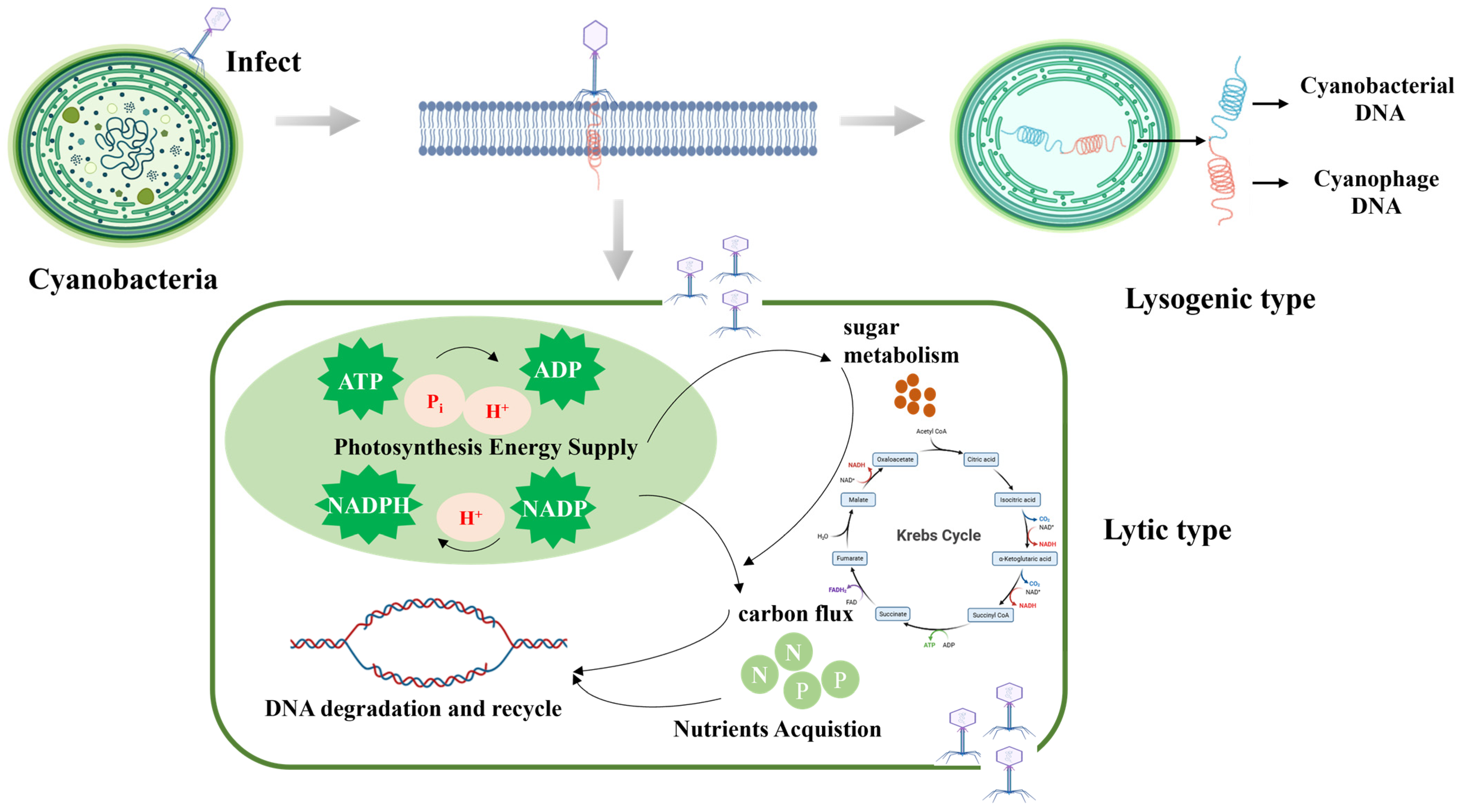 Viruses 16 01745 g002