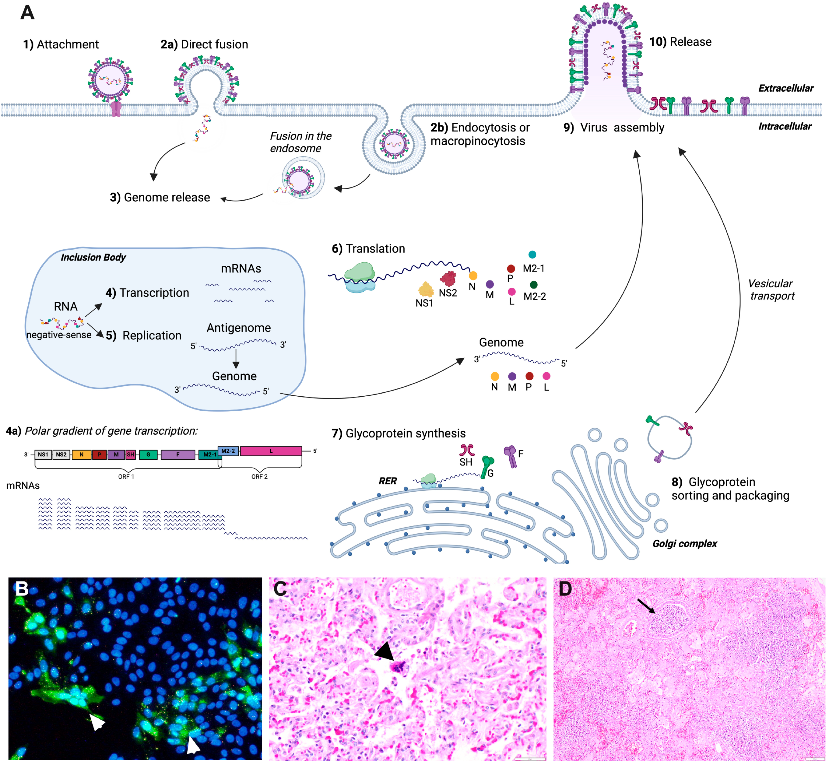 Viruses 16 01753 g002