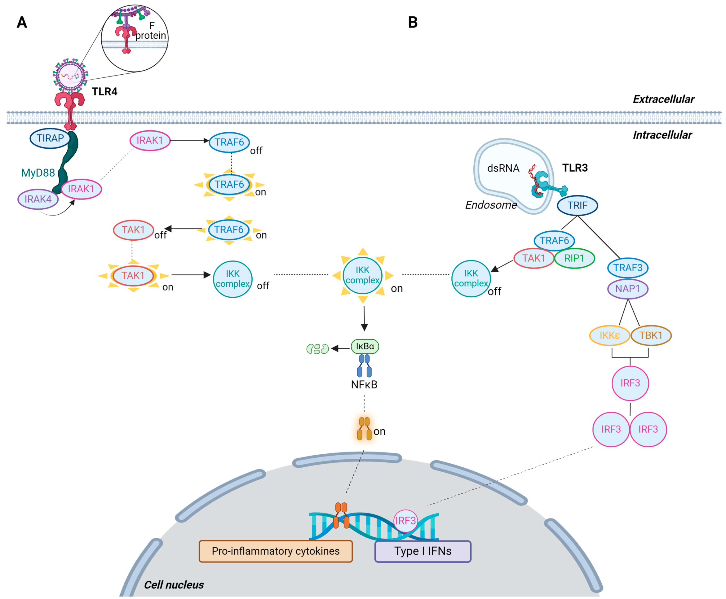 Viruses 16 01753 g004