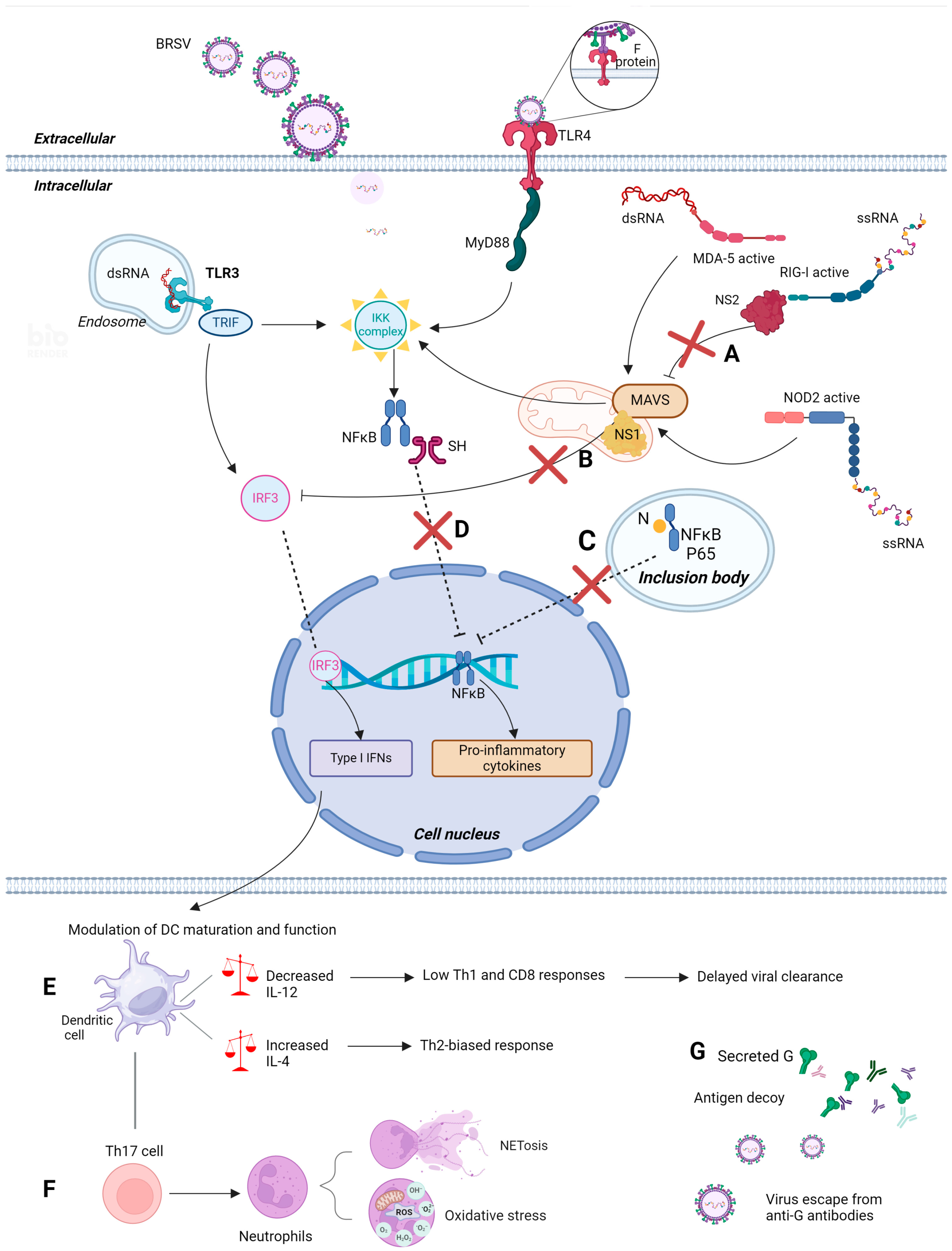 Viruses 16 01753 g005