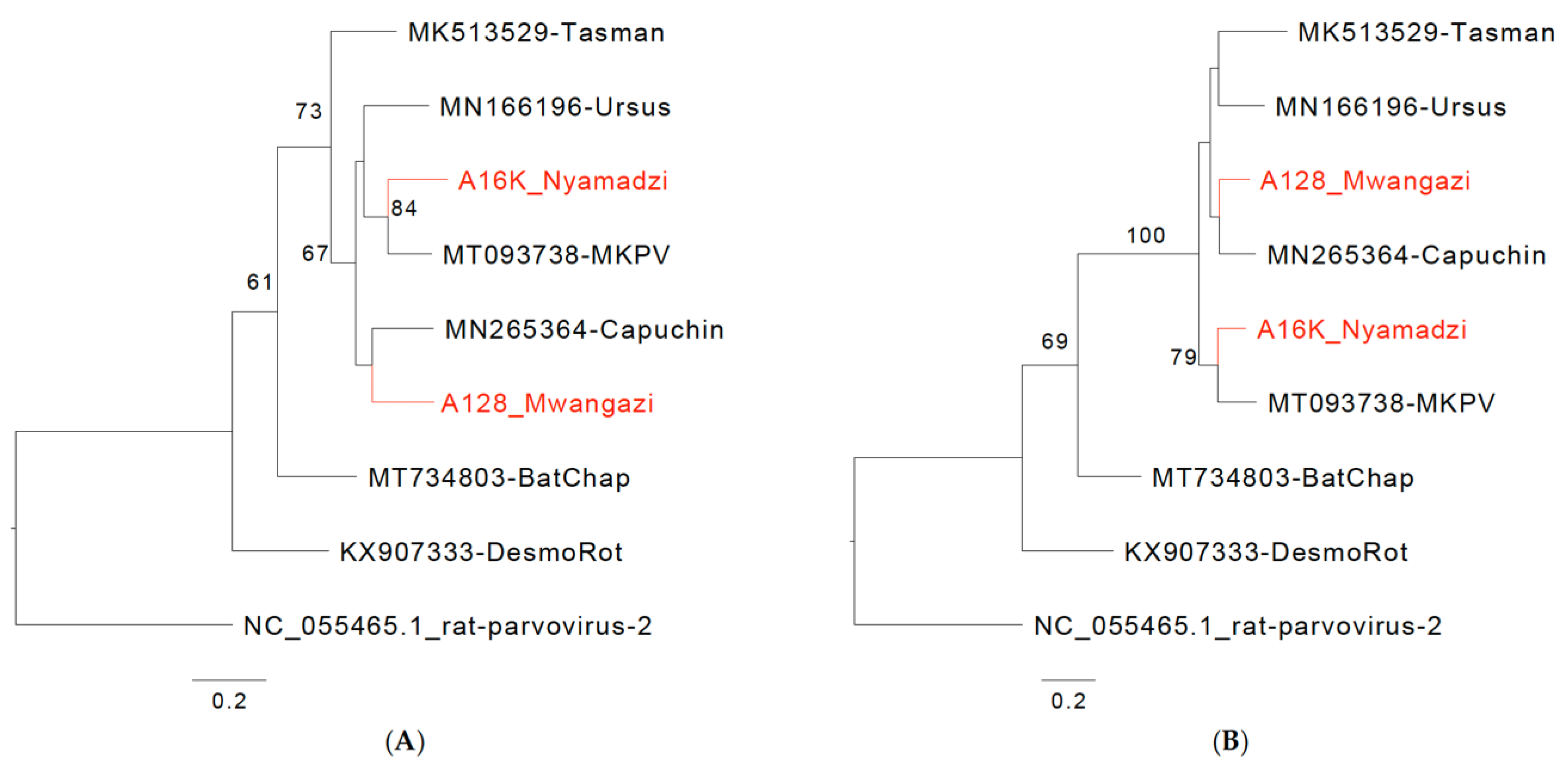Viruses 16 01754 g002a