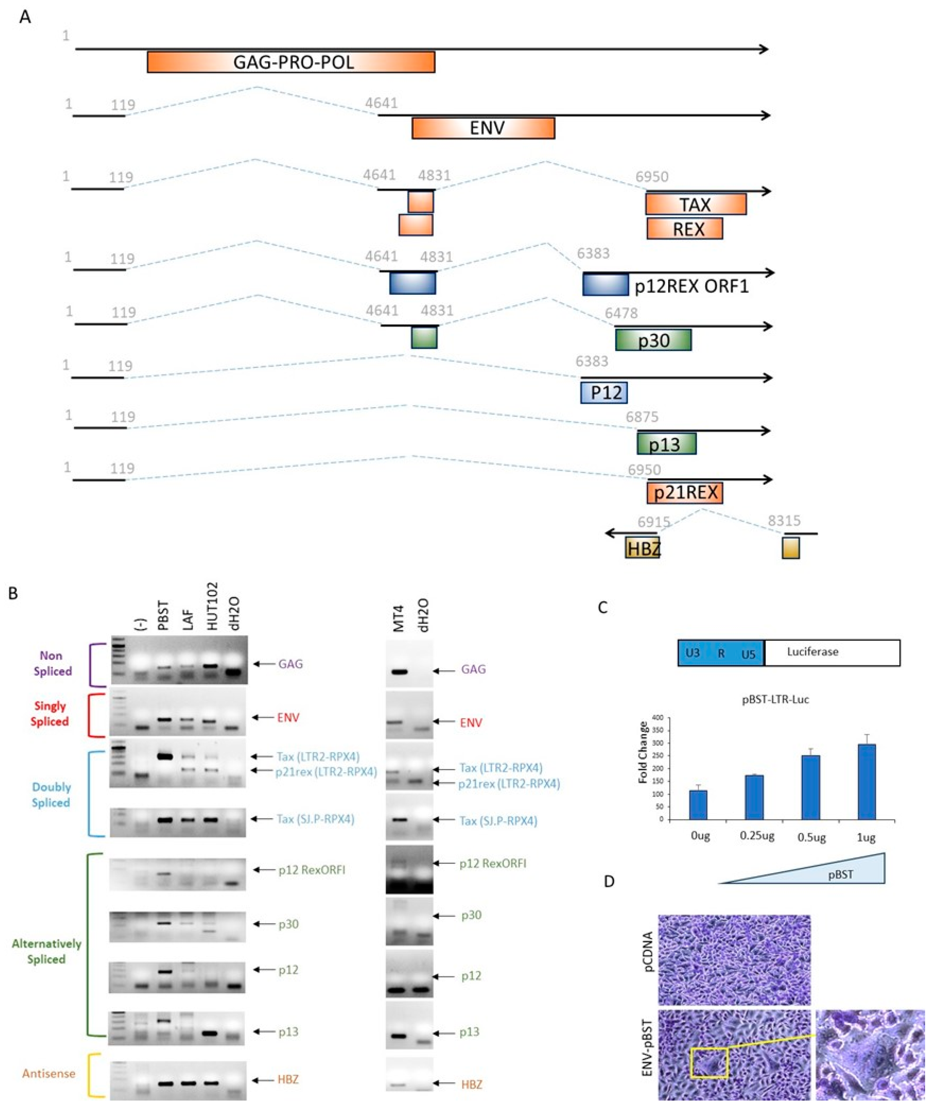 Viruses 16 01755 g003