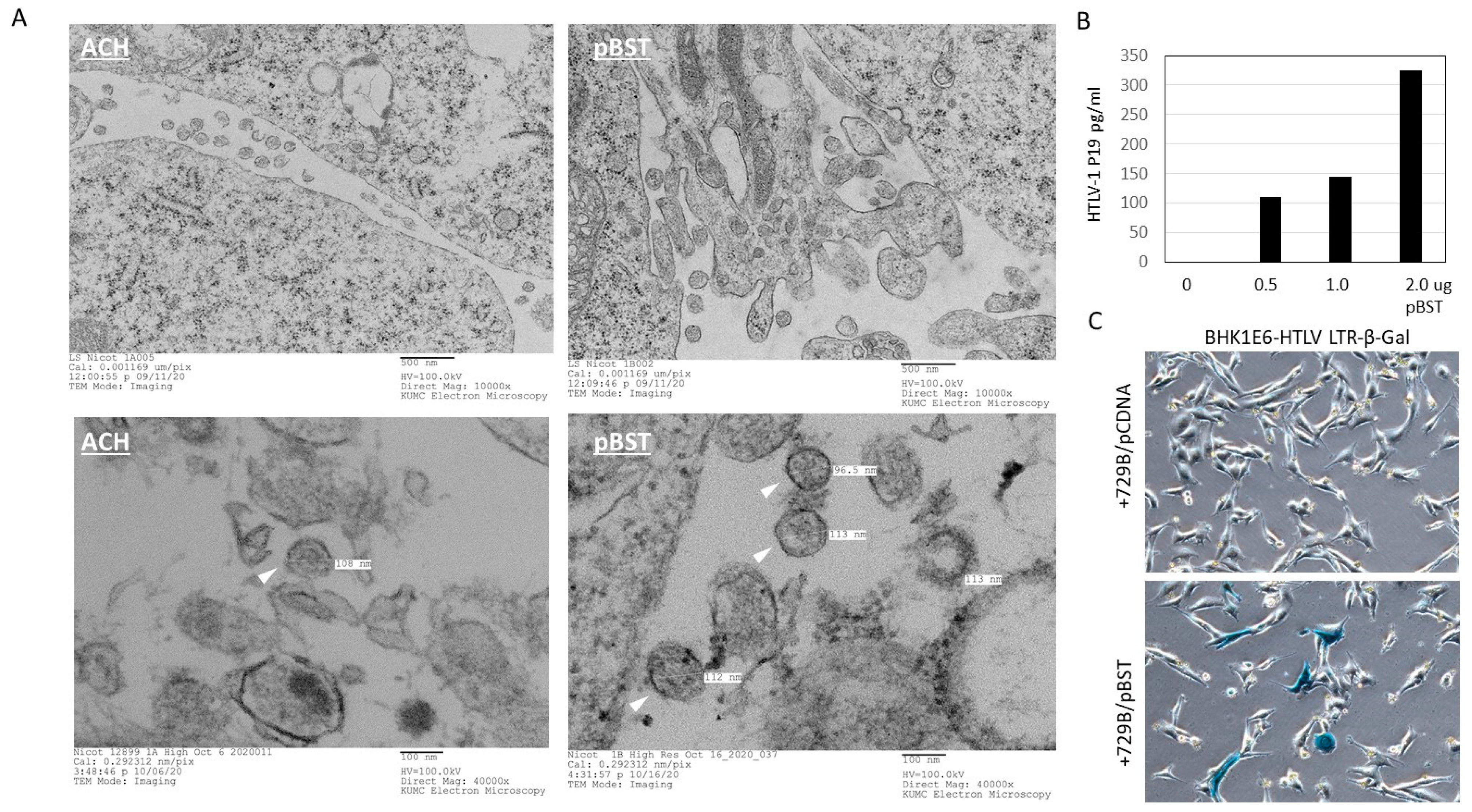 Viruses 16 01755 g004