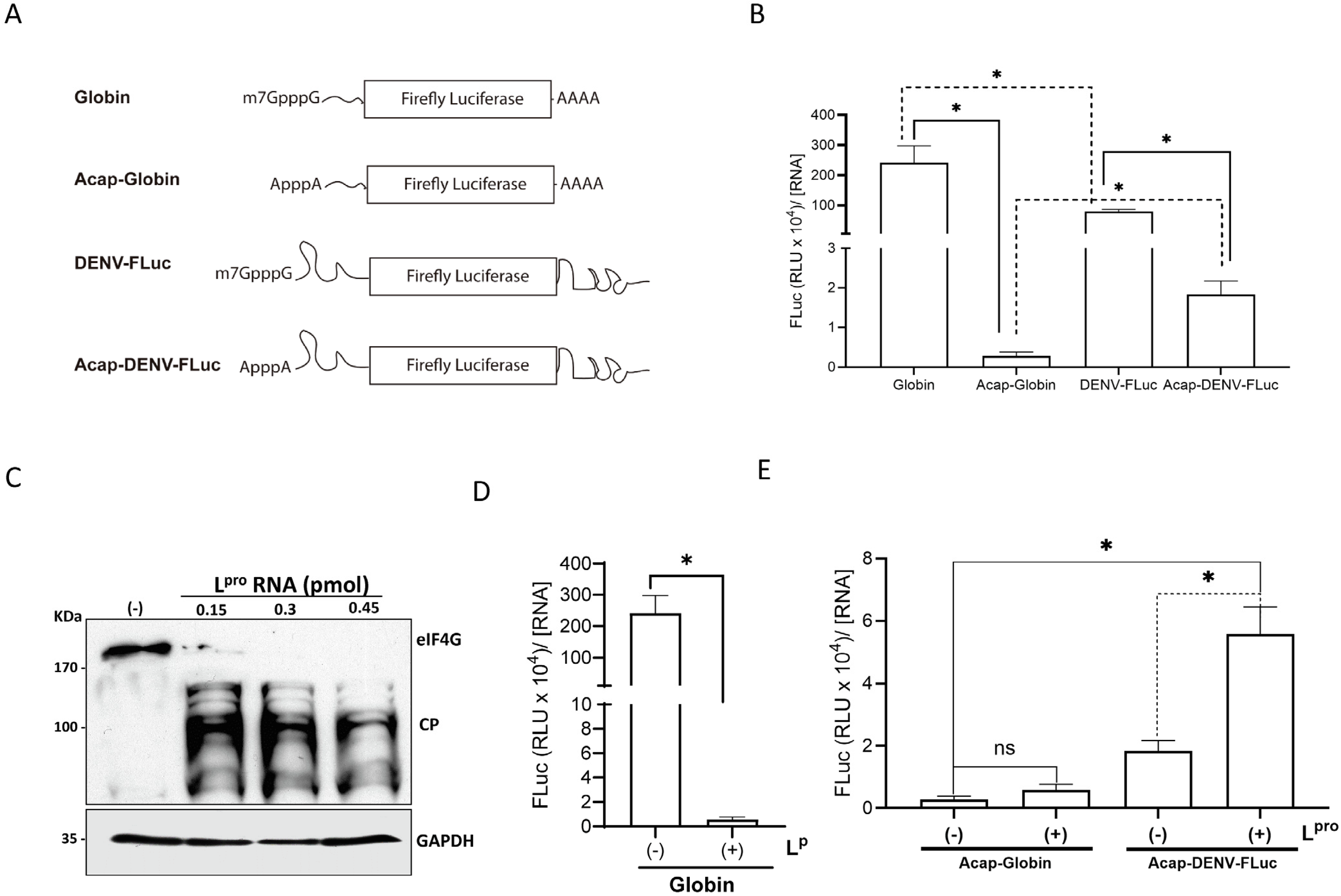 Viruses 16 01757 g001