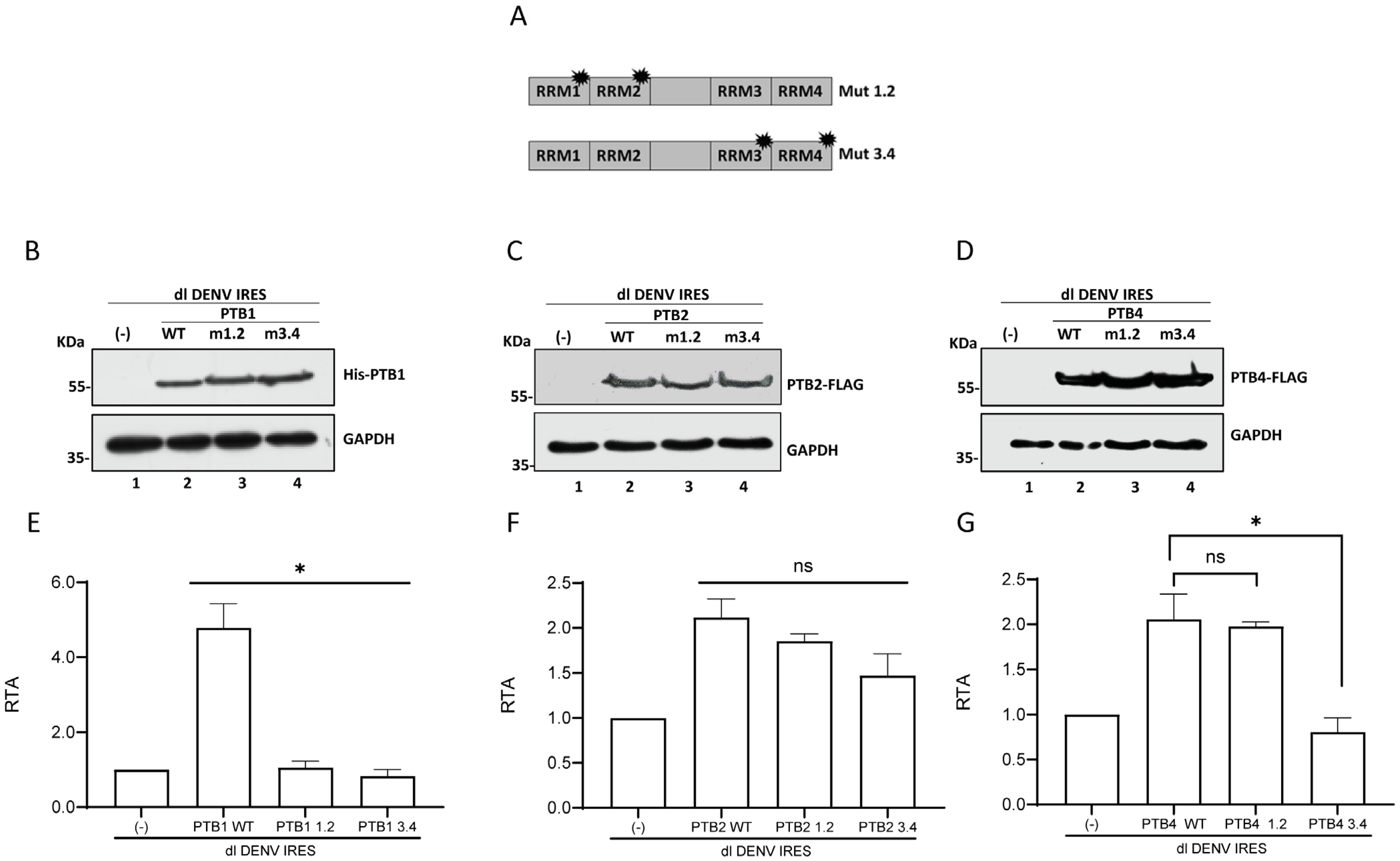 Viruses 16 01757 g006