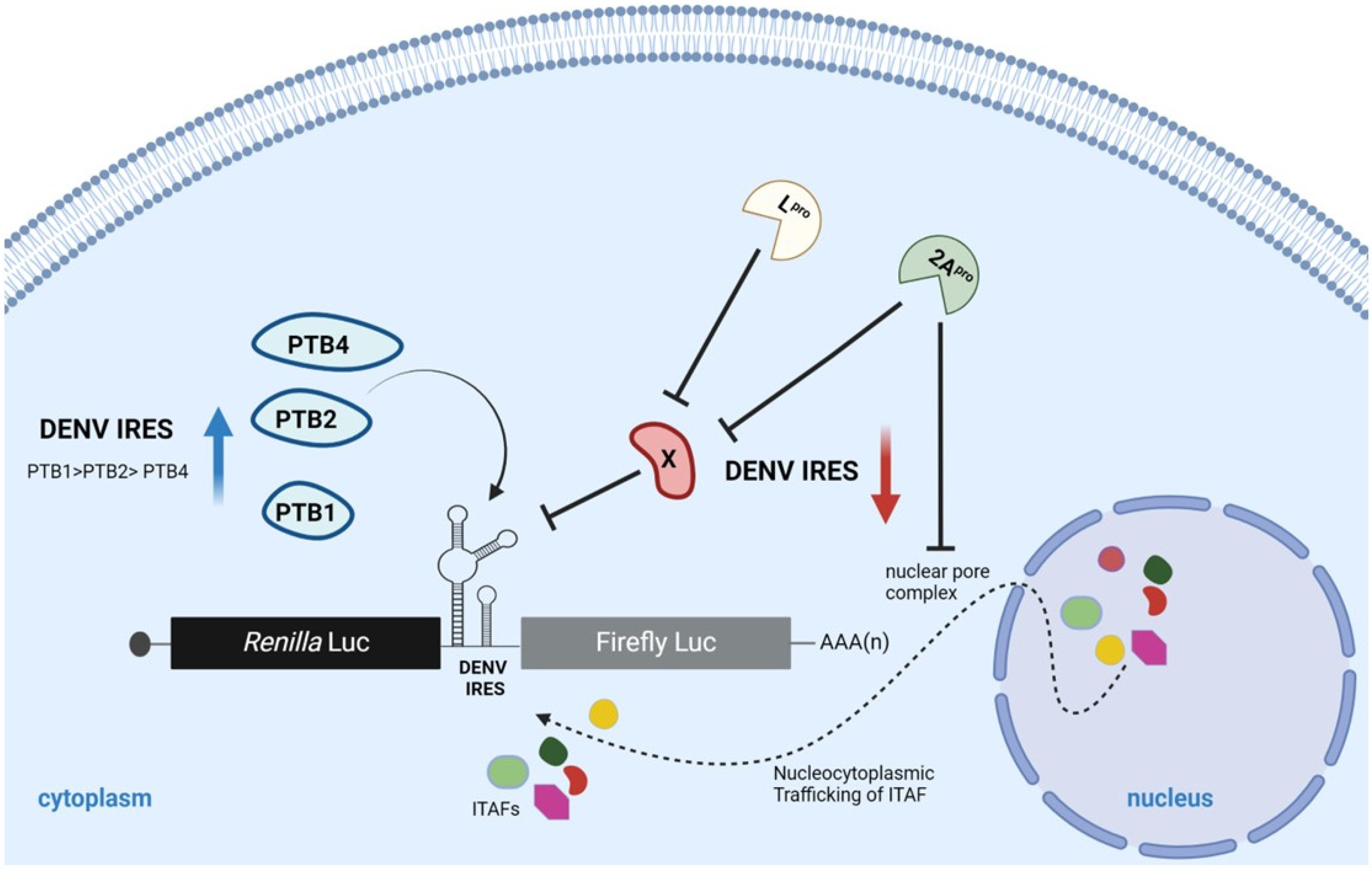 Viruses 16 01757 g007